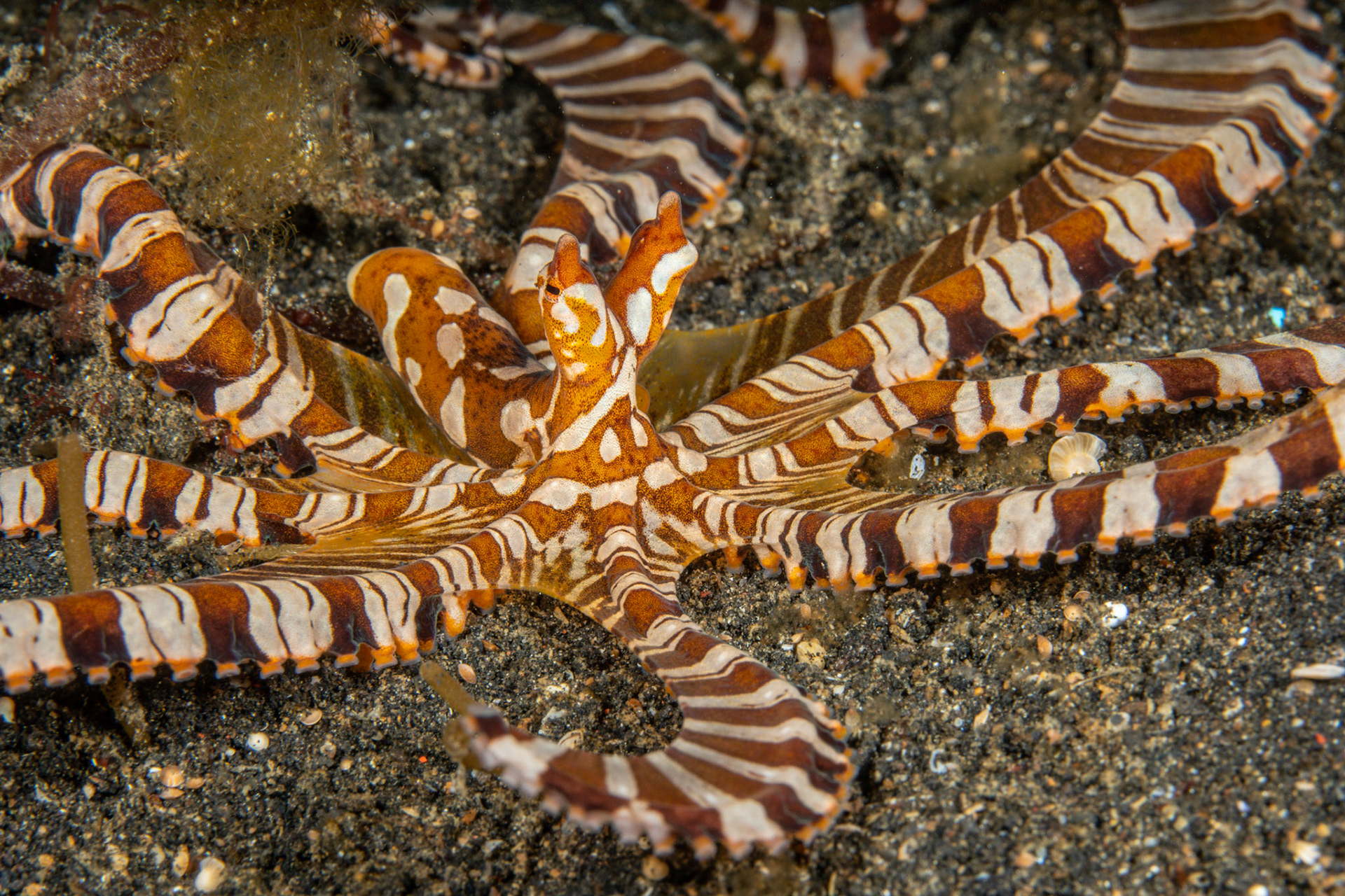 Wonderpuss Octopus