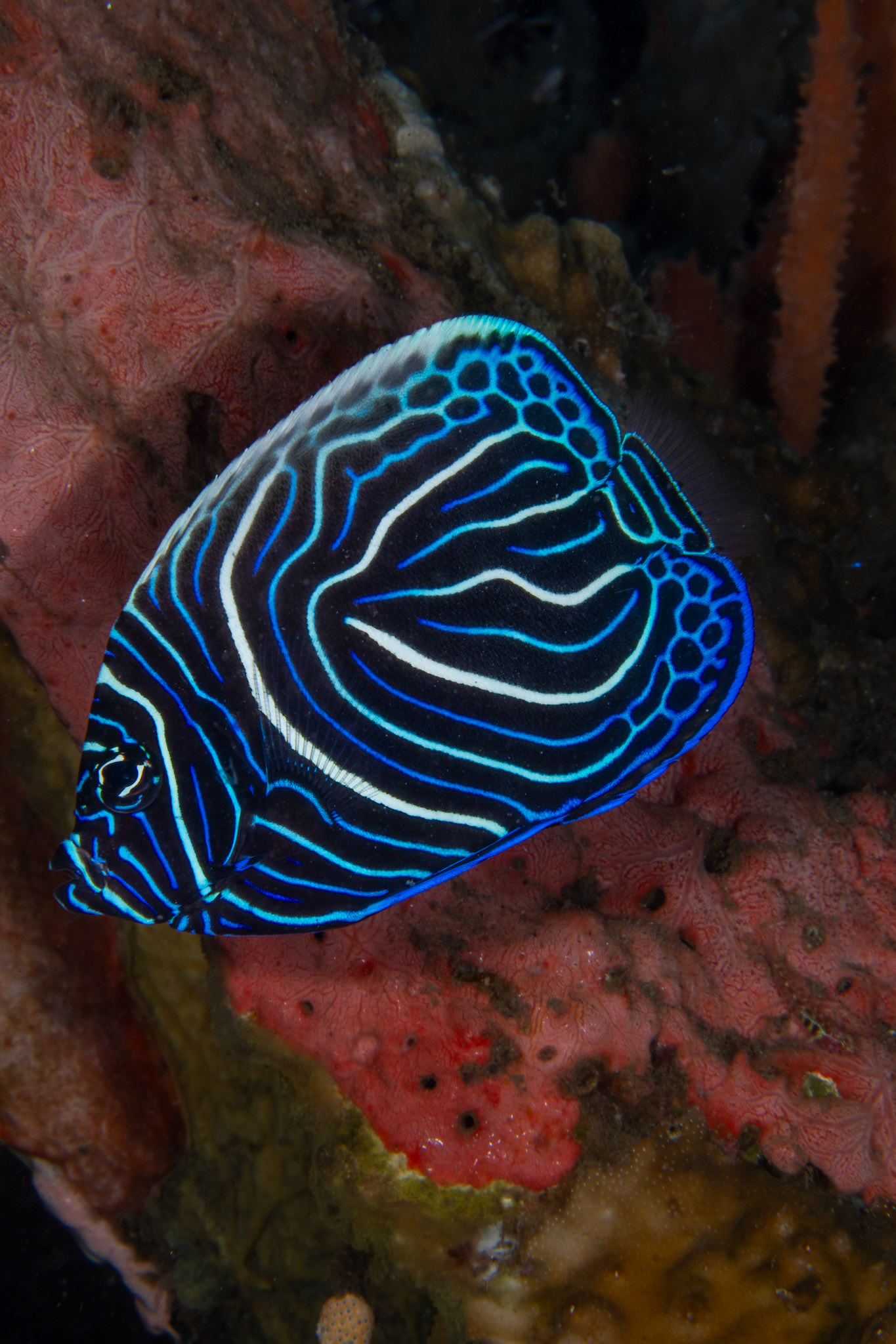 Juvenile Emperor Angelfish