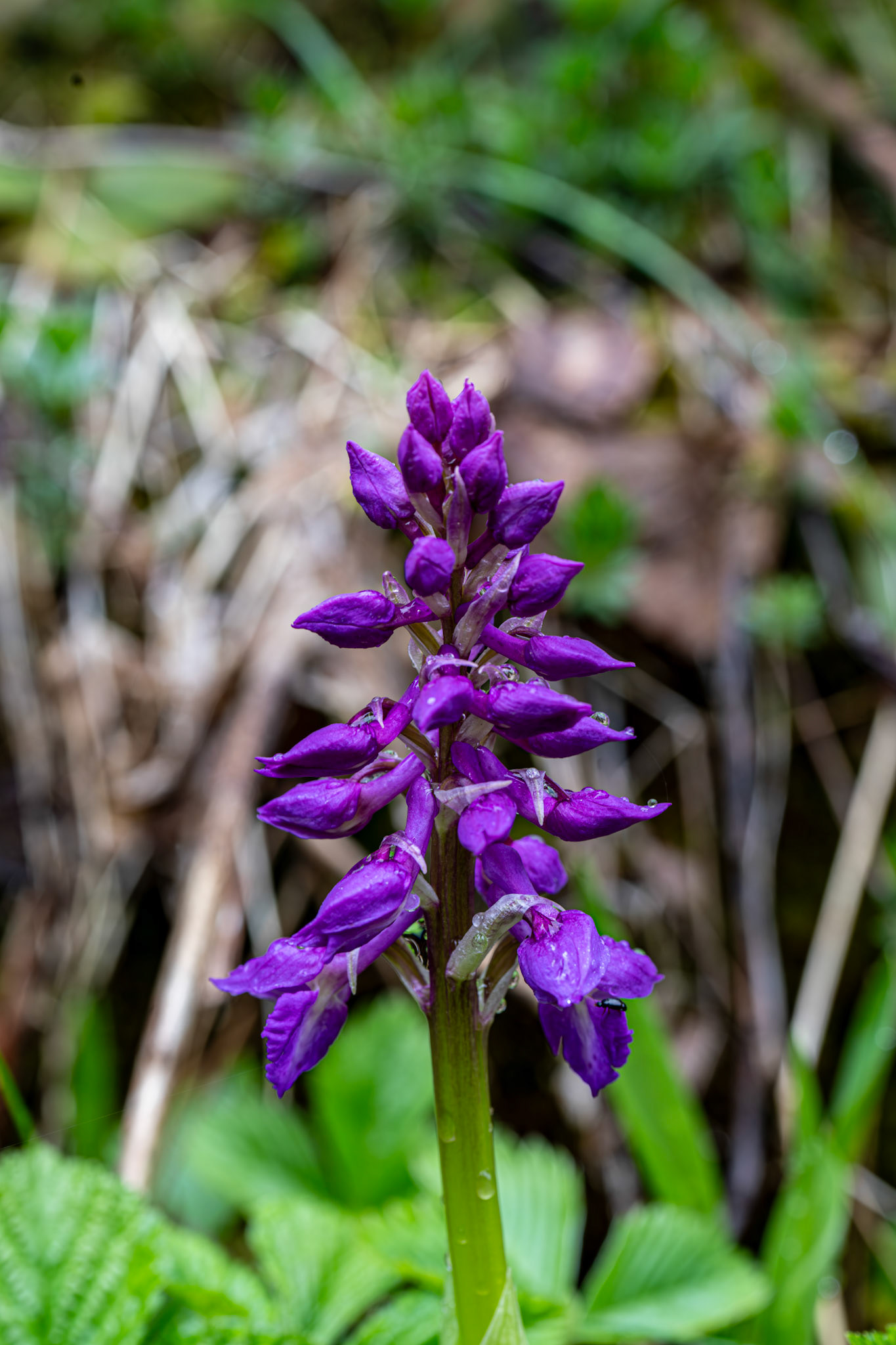 Early purple orchid