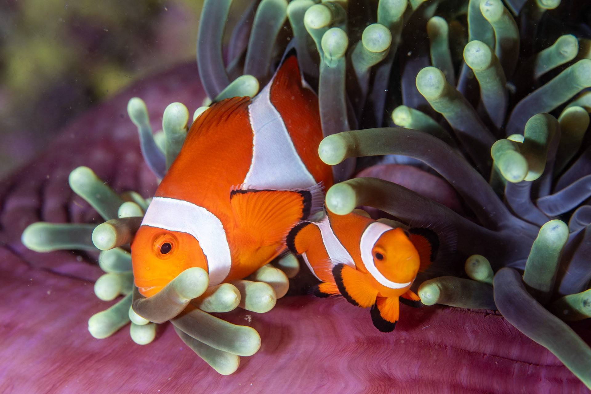 ocellaris clownfish (Amphiprion ocellaris)