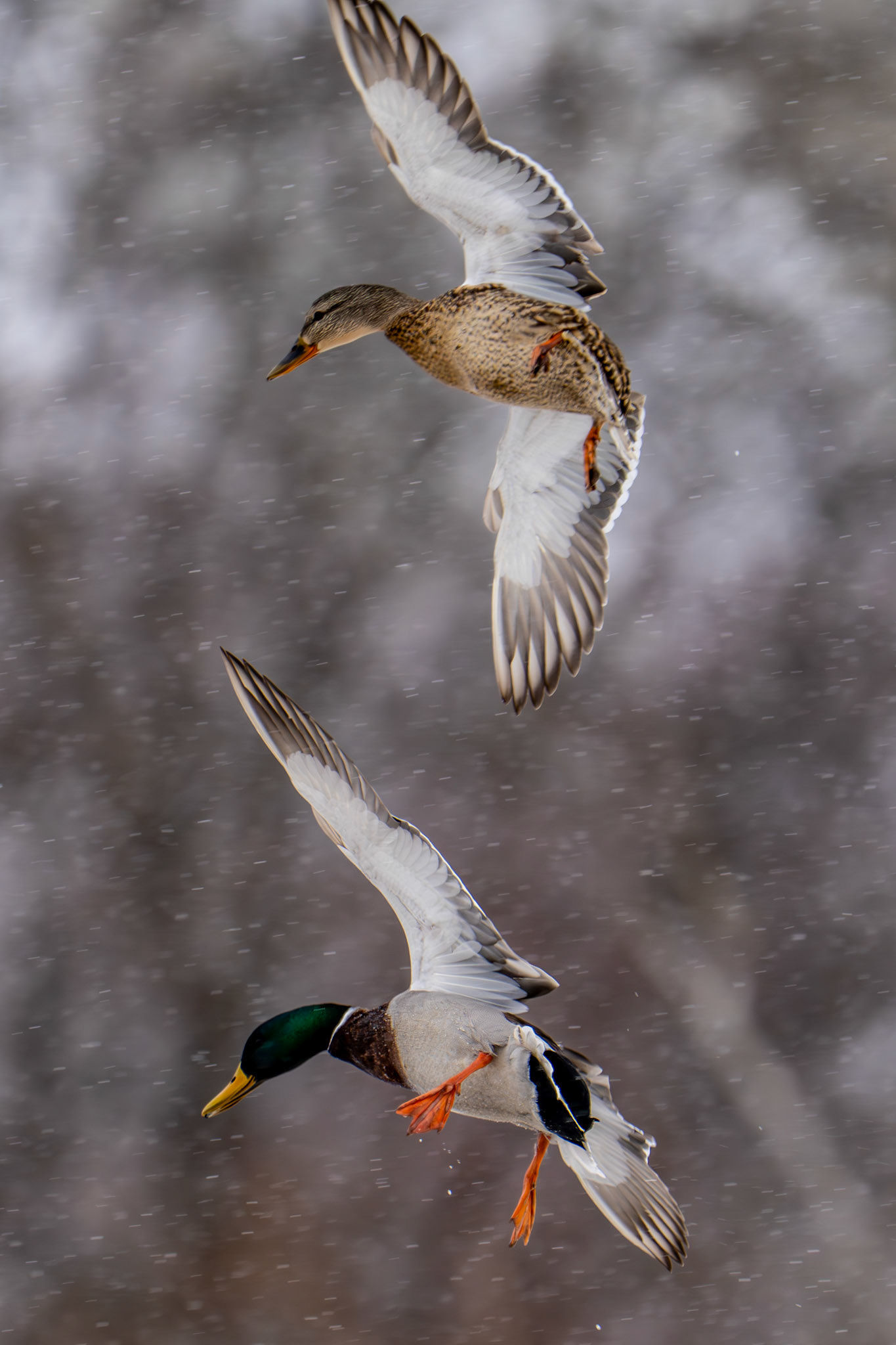 Mallard Ducks