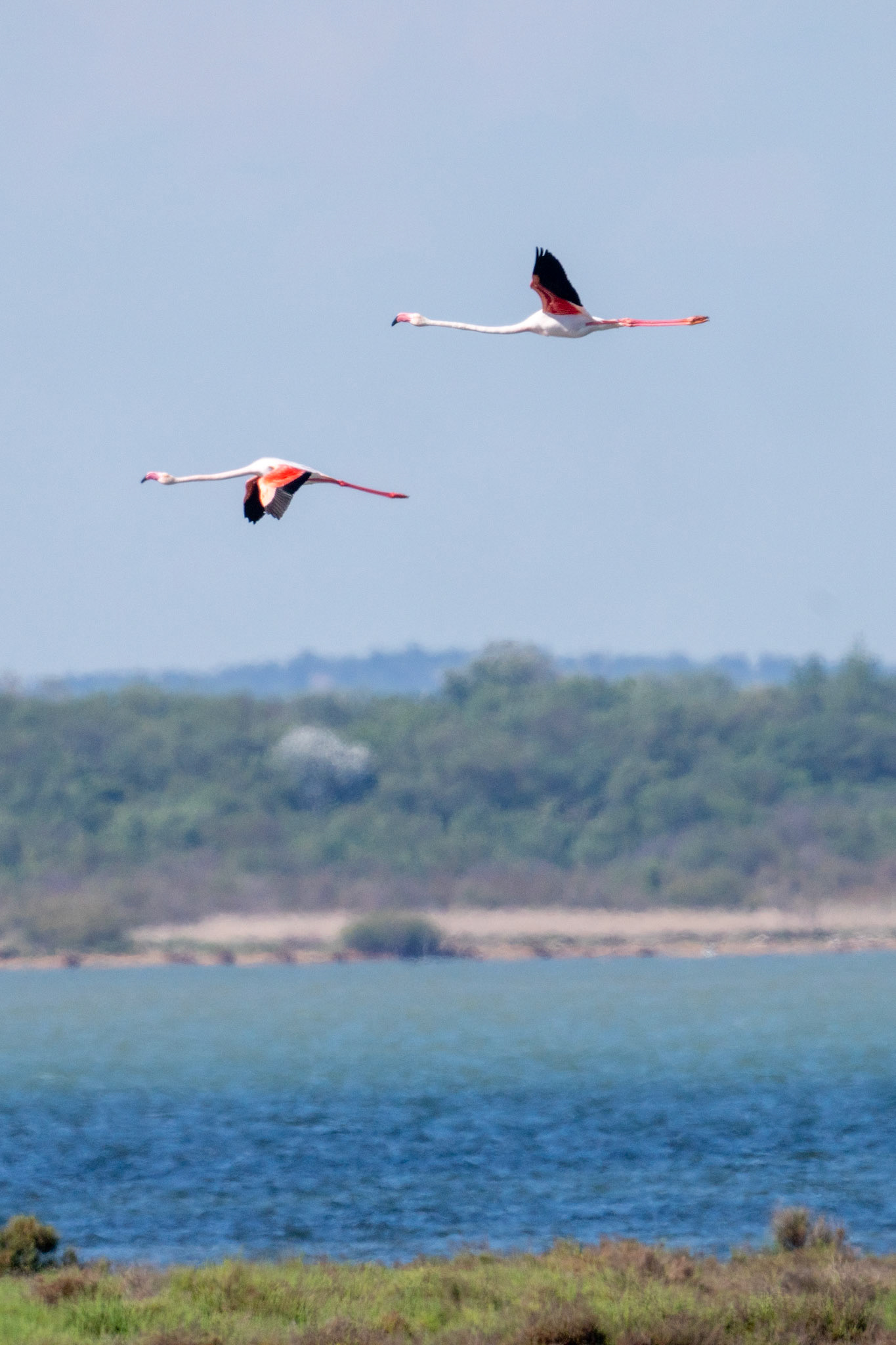 Flamingo