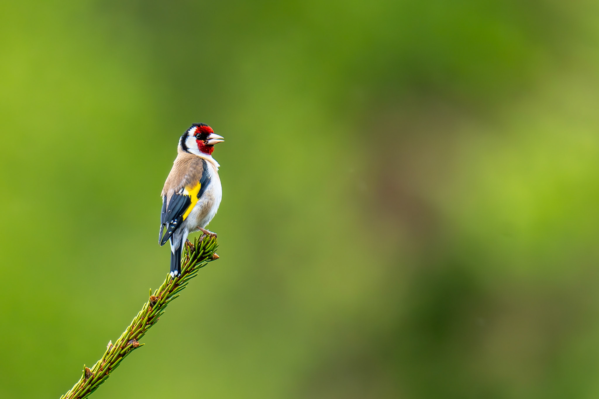 Goldfinch