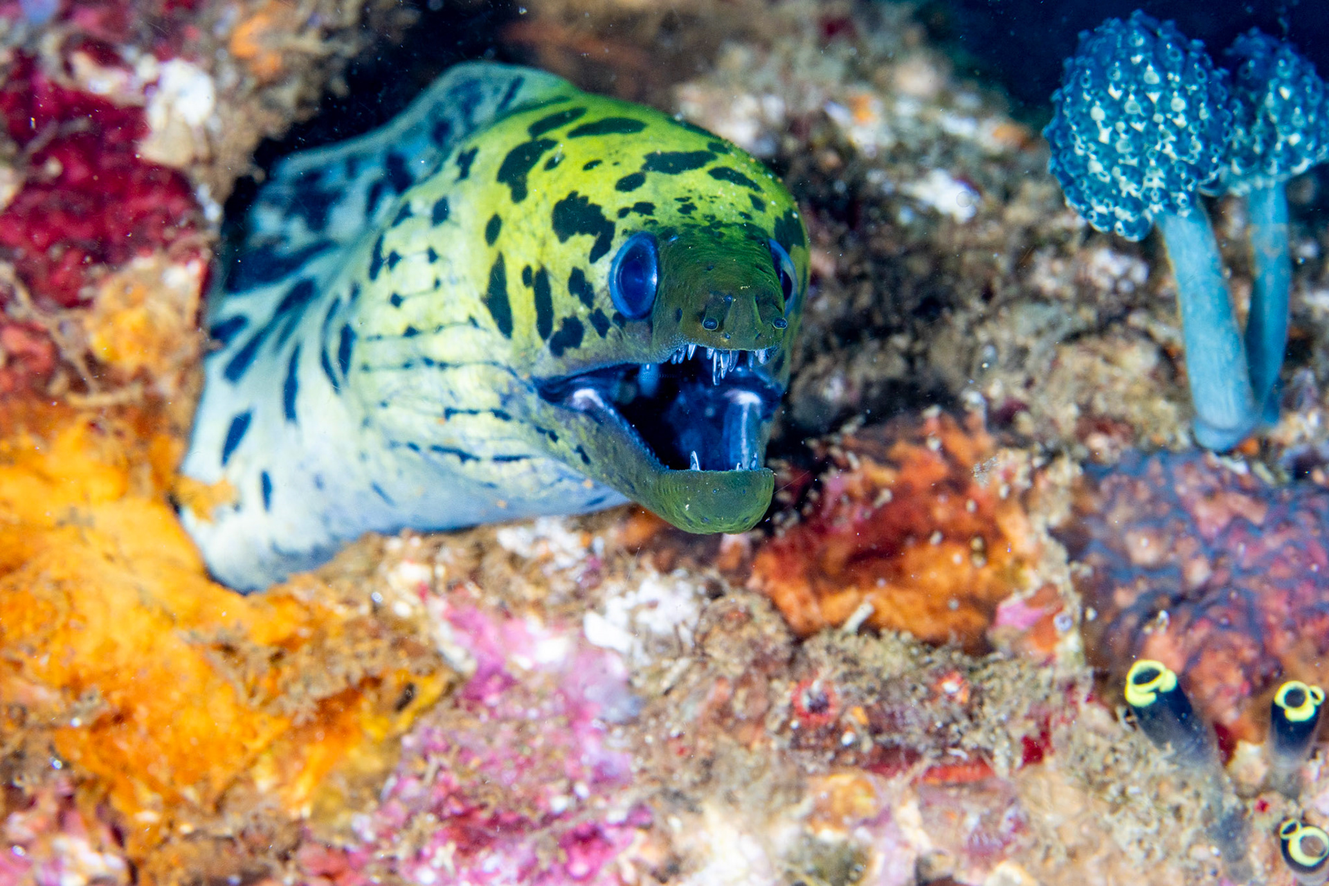 Fimbriated Moray Eel