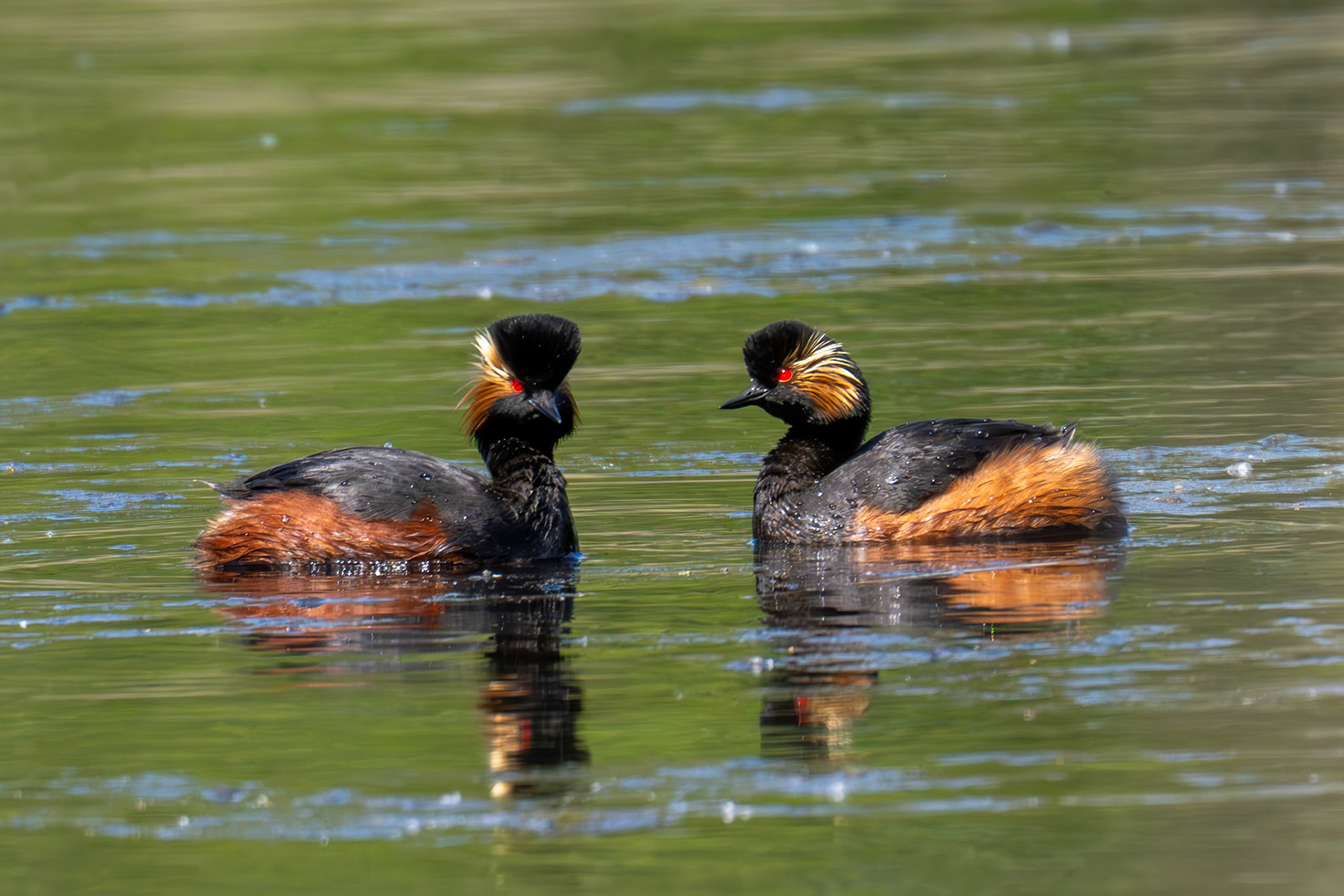 Black Necked grebe