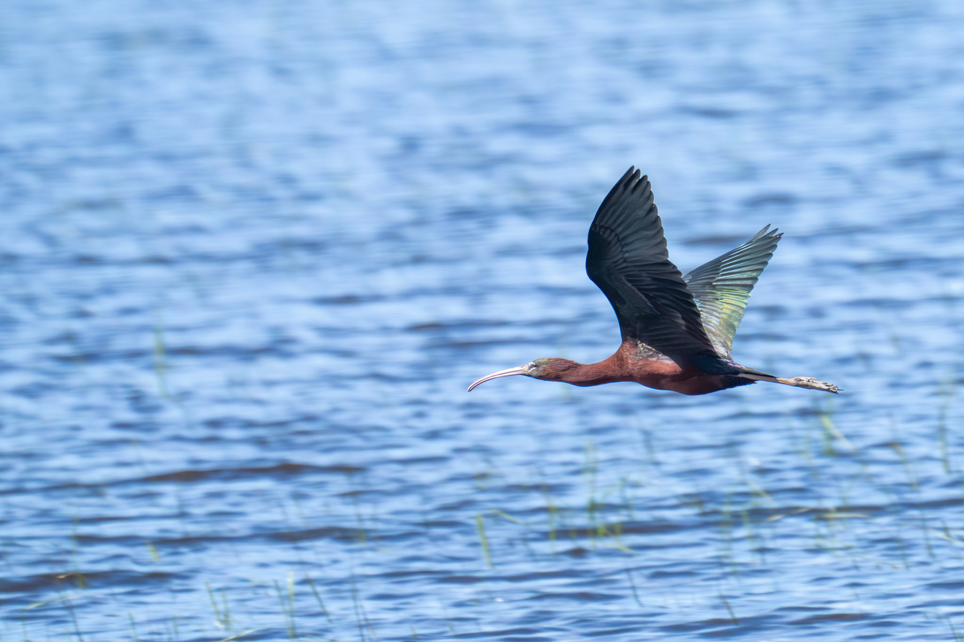 Painted Ibis