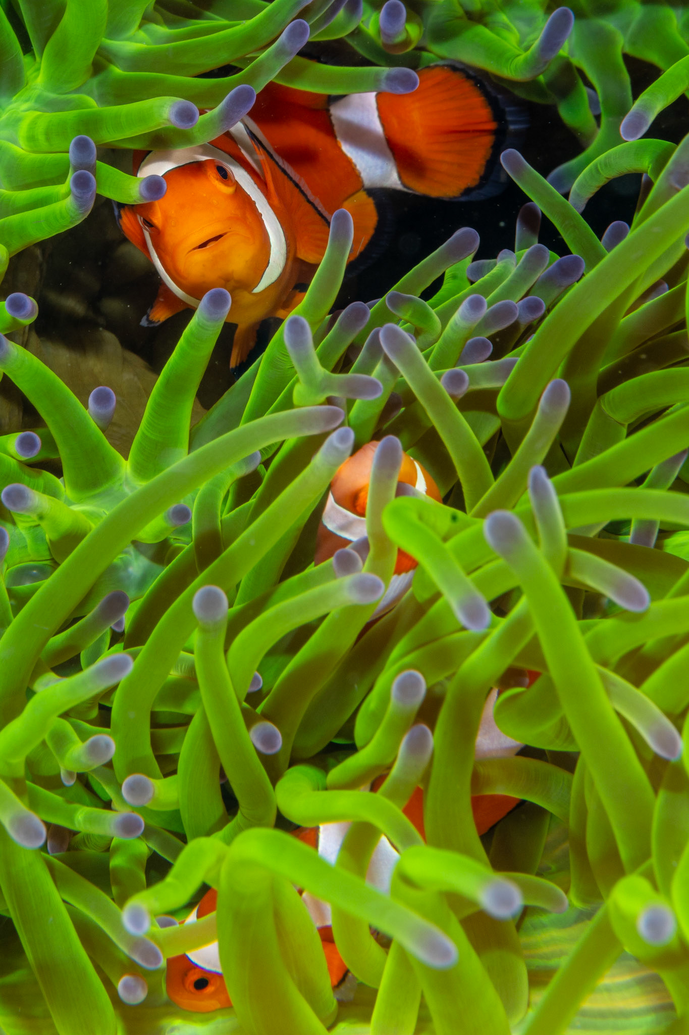 ocellaris clownfish (Amphiprion ocellaris)