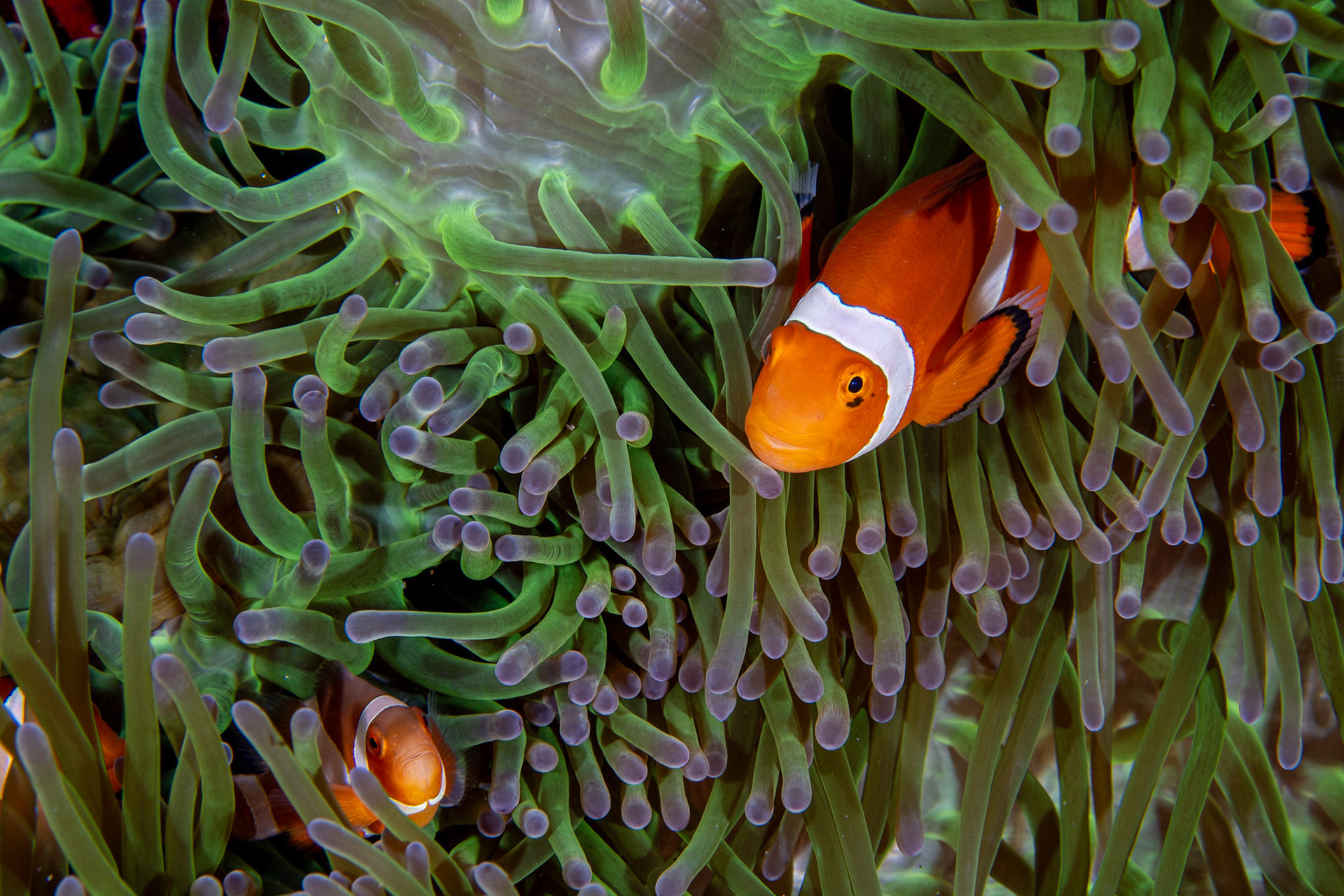 False Clownfish