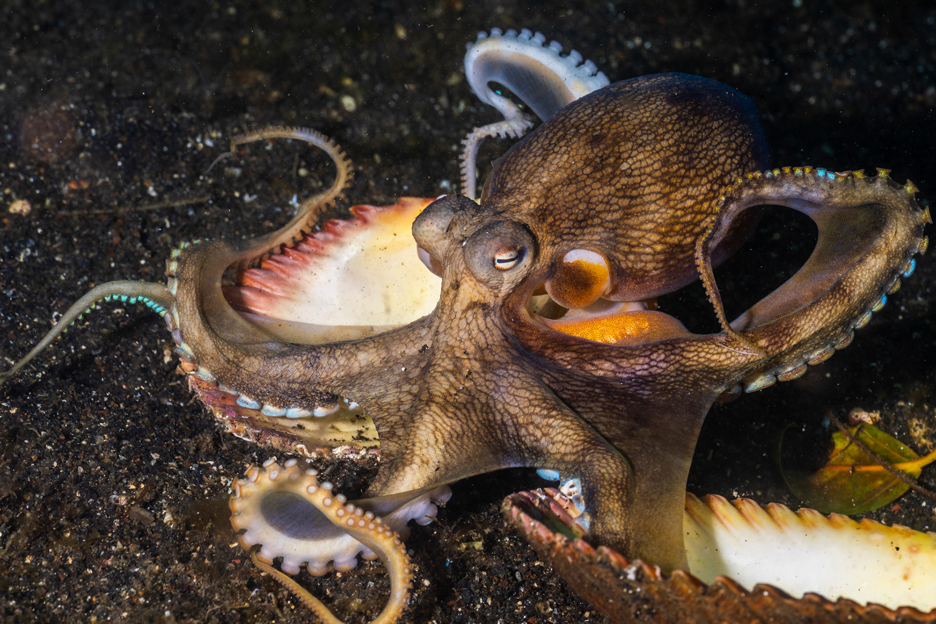 Coconut Octopus