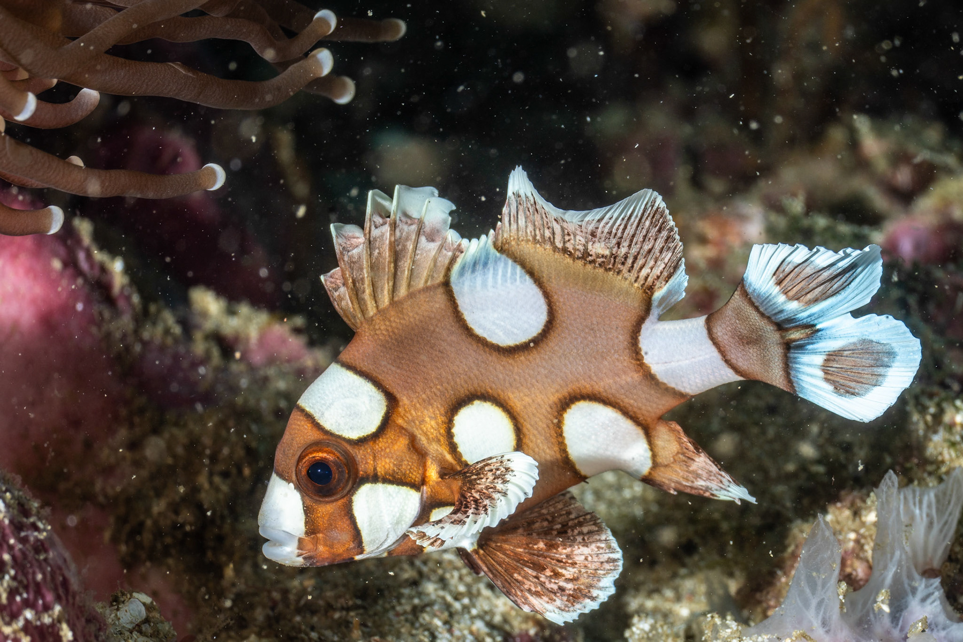 Juvenile harlequin sweetlip