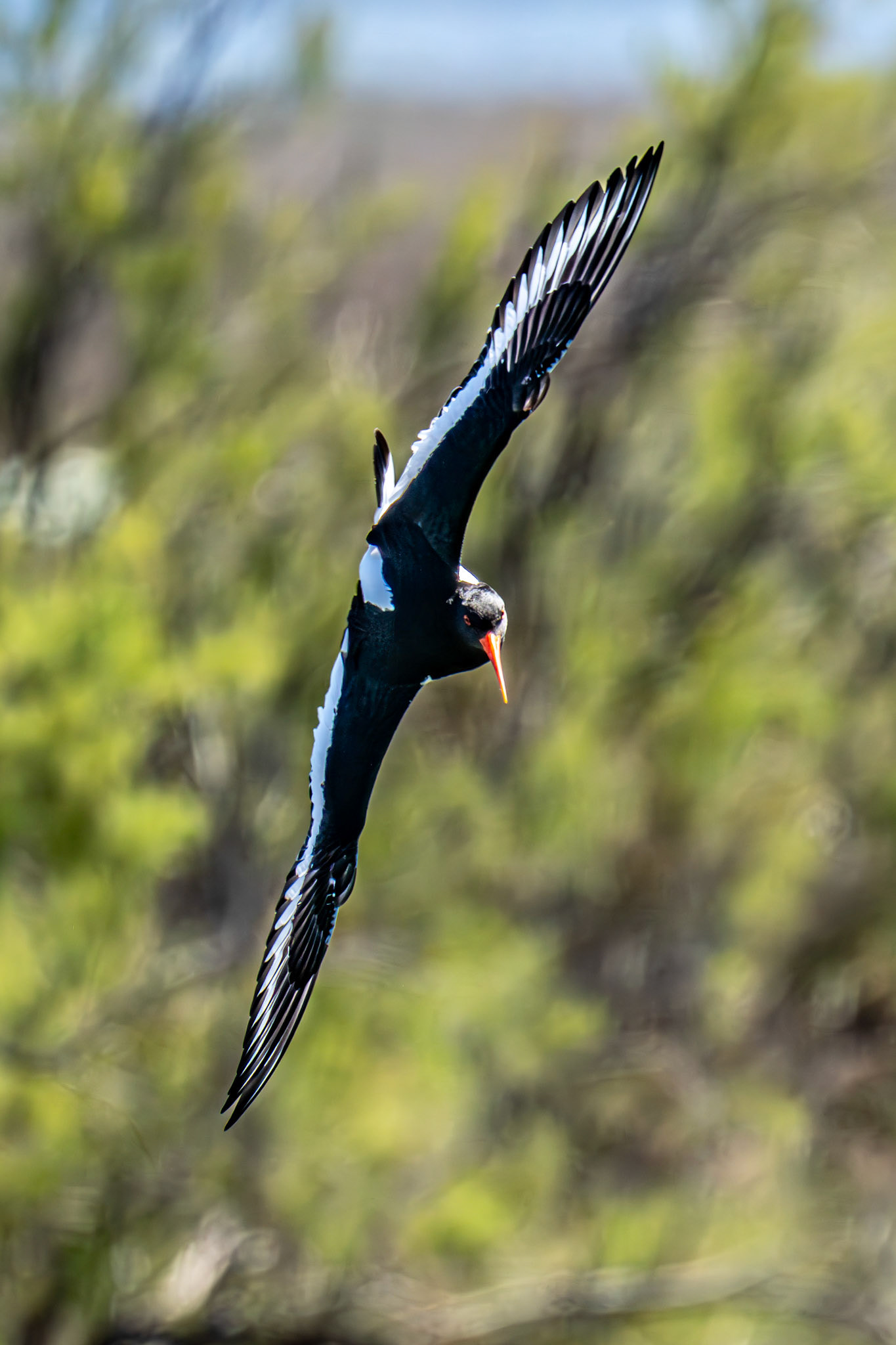 Oyster catcher