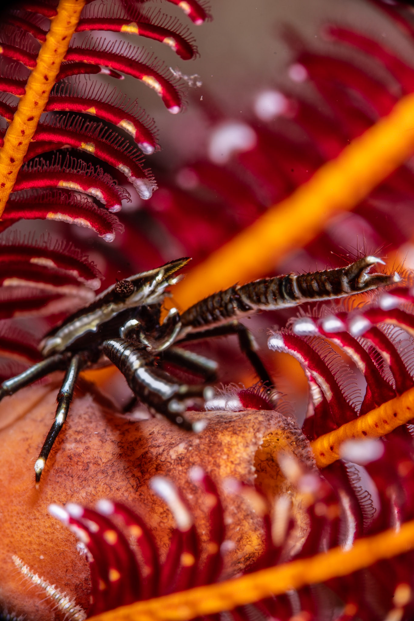Elegant Crinoid Squat Lobster