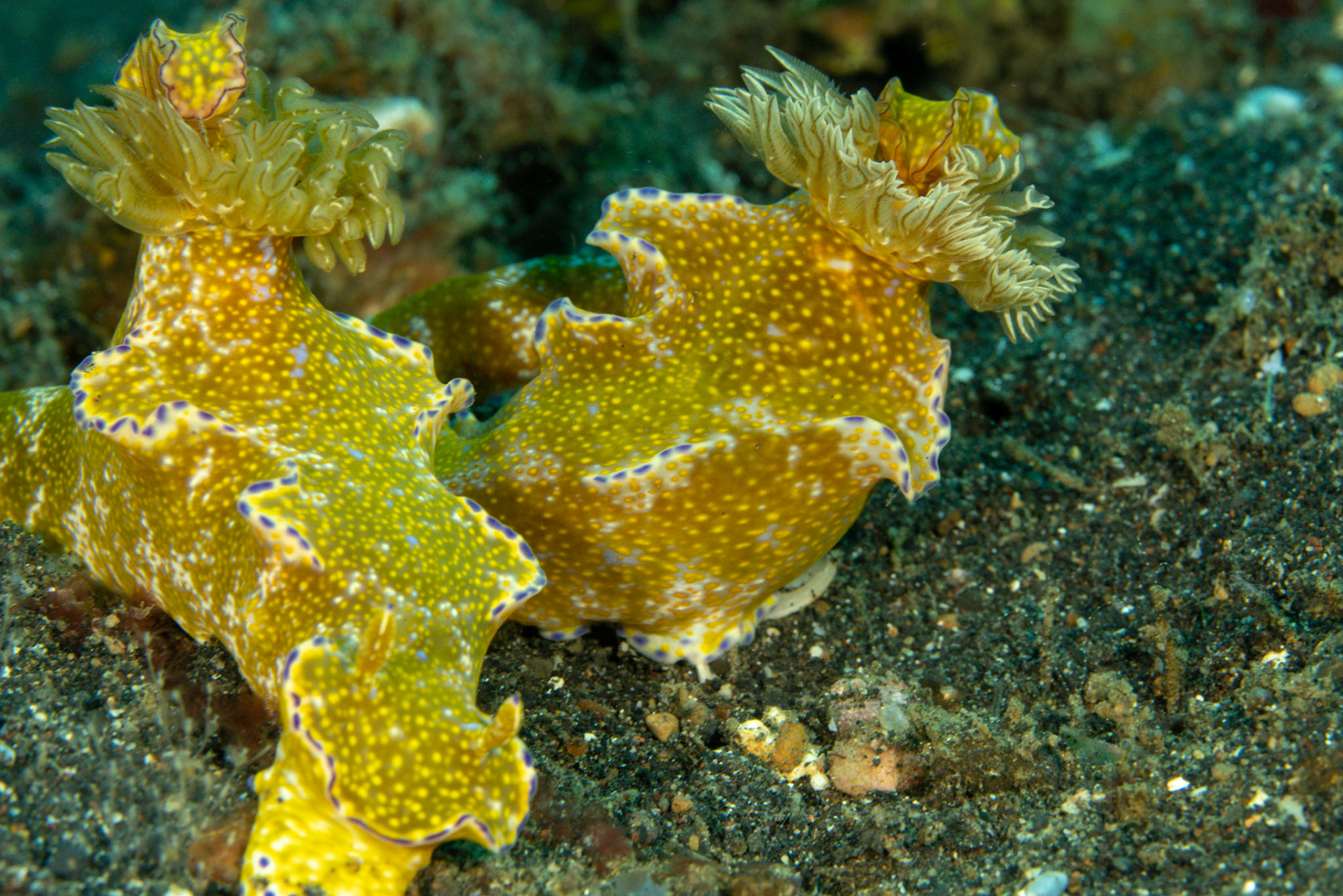 Ceratosoma