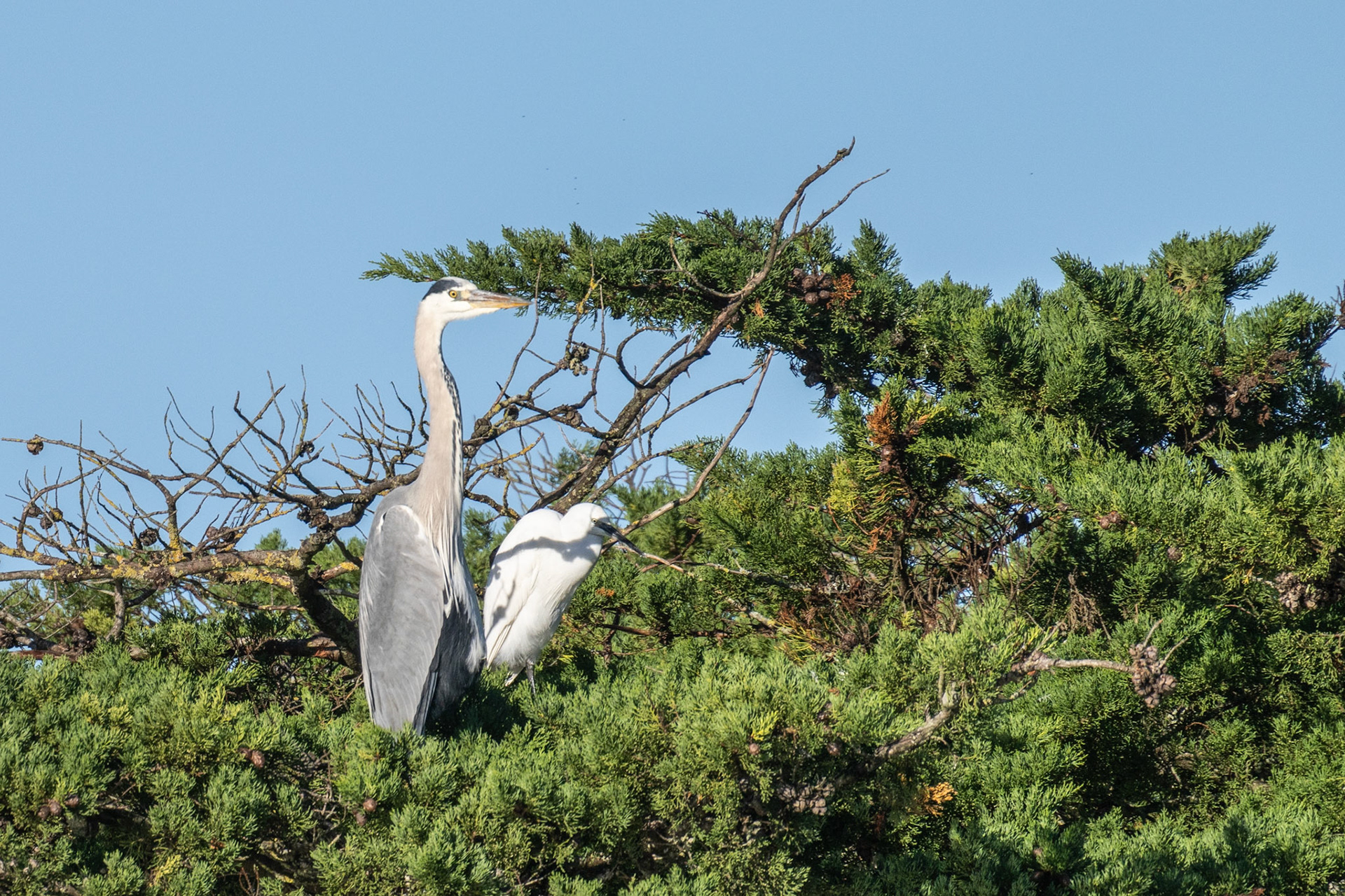 Heron and Egret