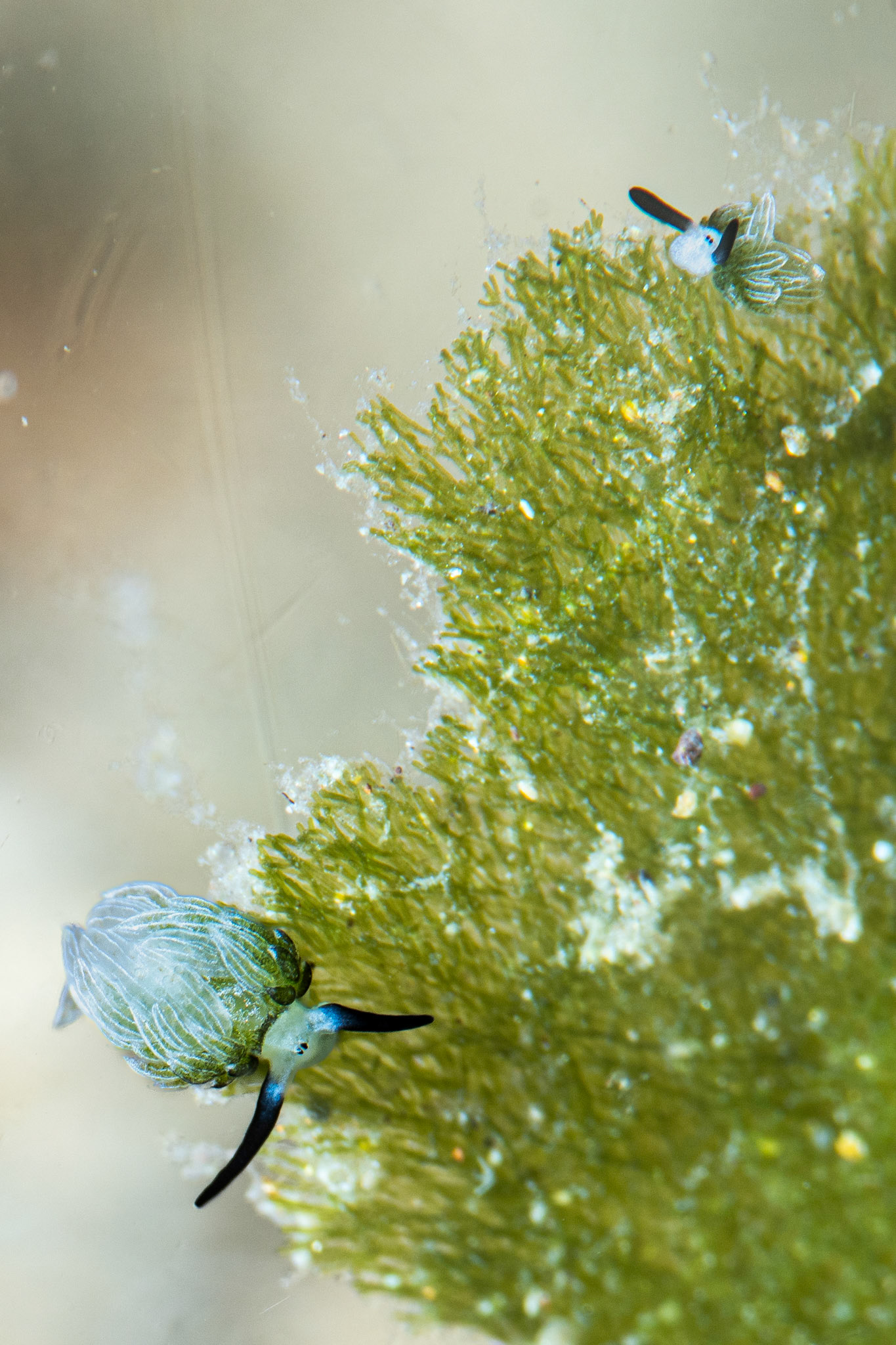 Costasiella kuroshimae, the slug named “Shaun the Sheep”