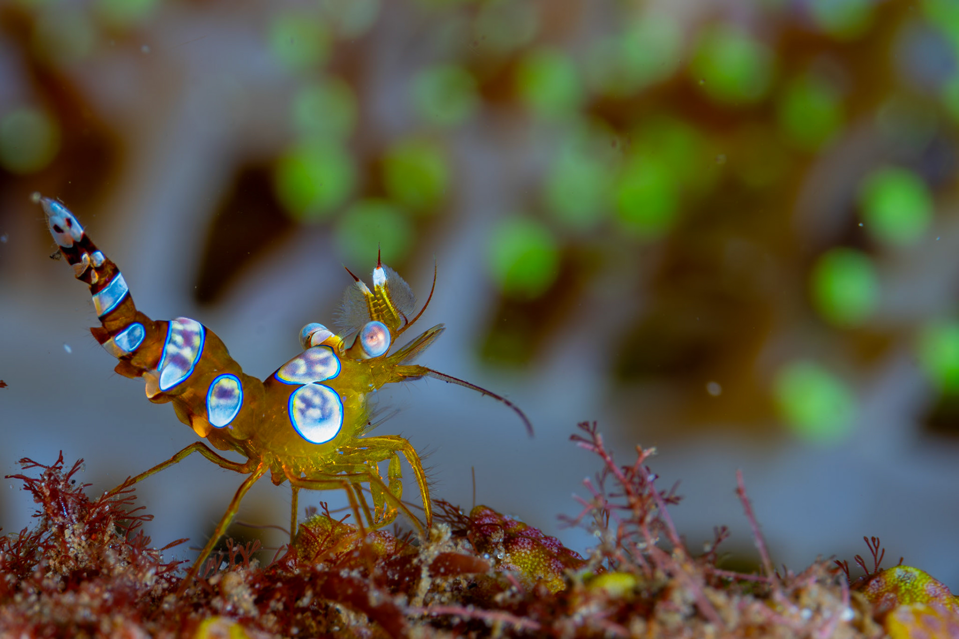 Thor amboinensis, the Sexy Shrimp