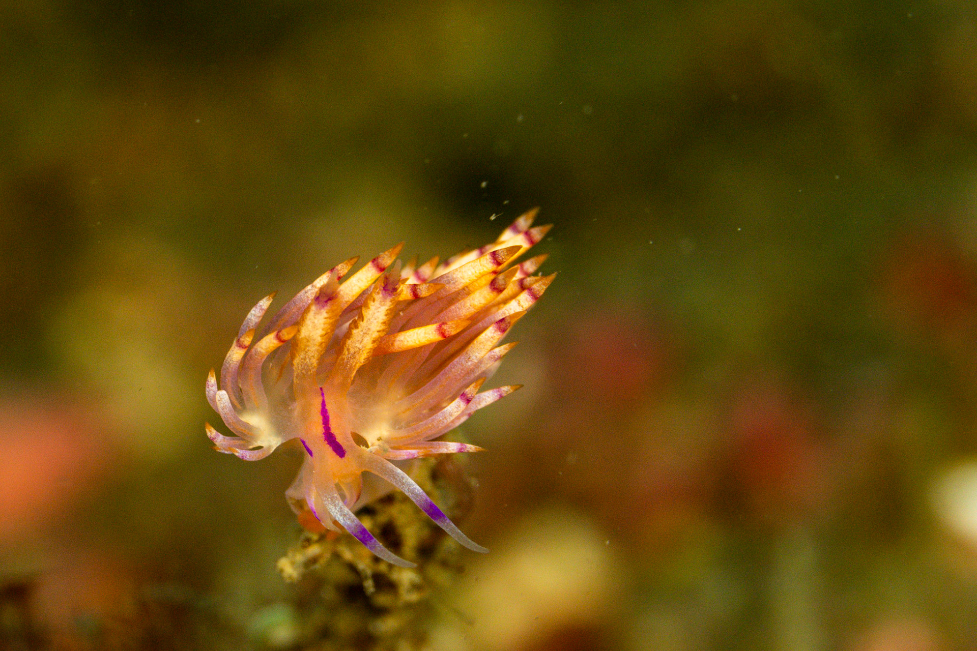 Flabellina rubrolineata