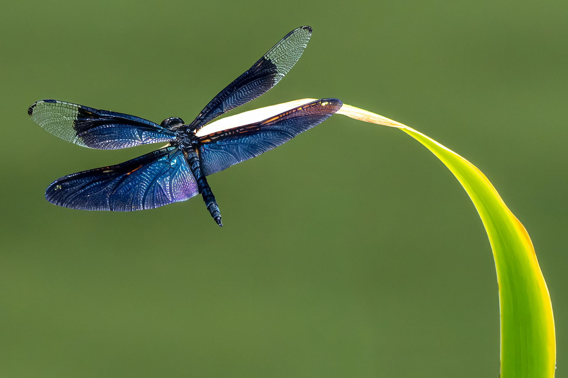Aparatly the world most beutiful dragonfly
