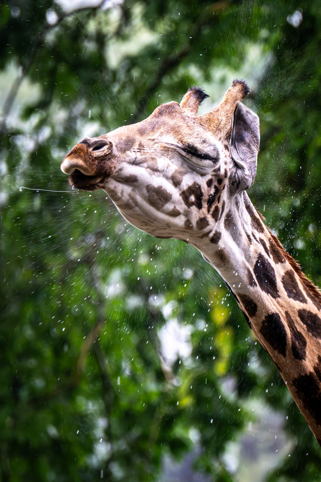 Singapore Zoo