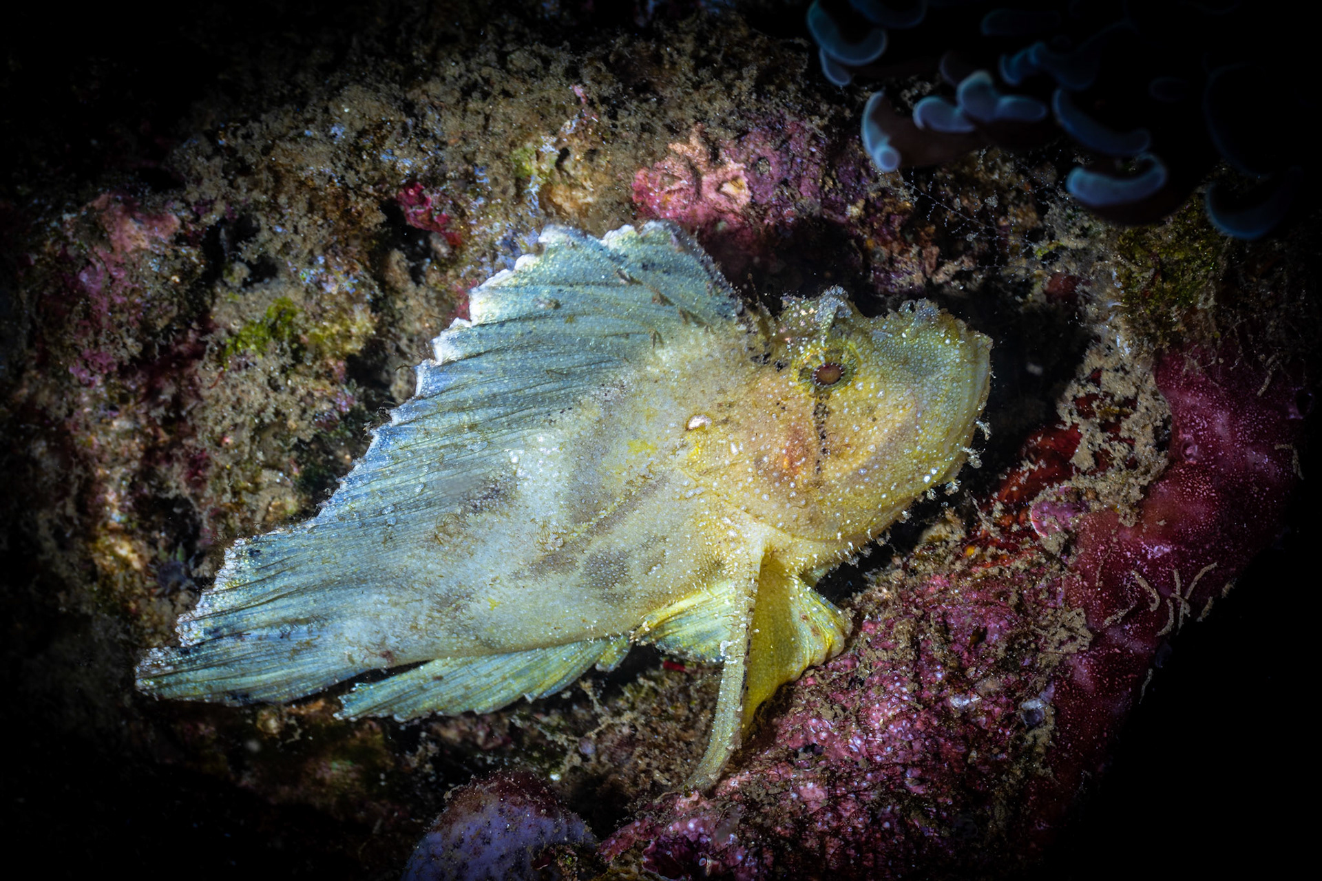 Leaf Scorpion fish