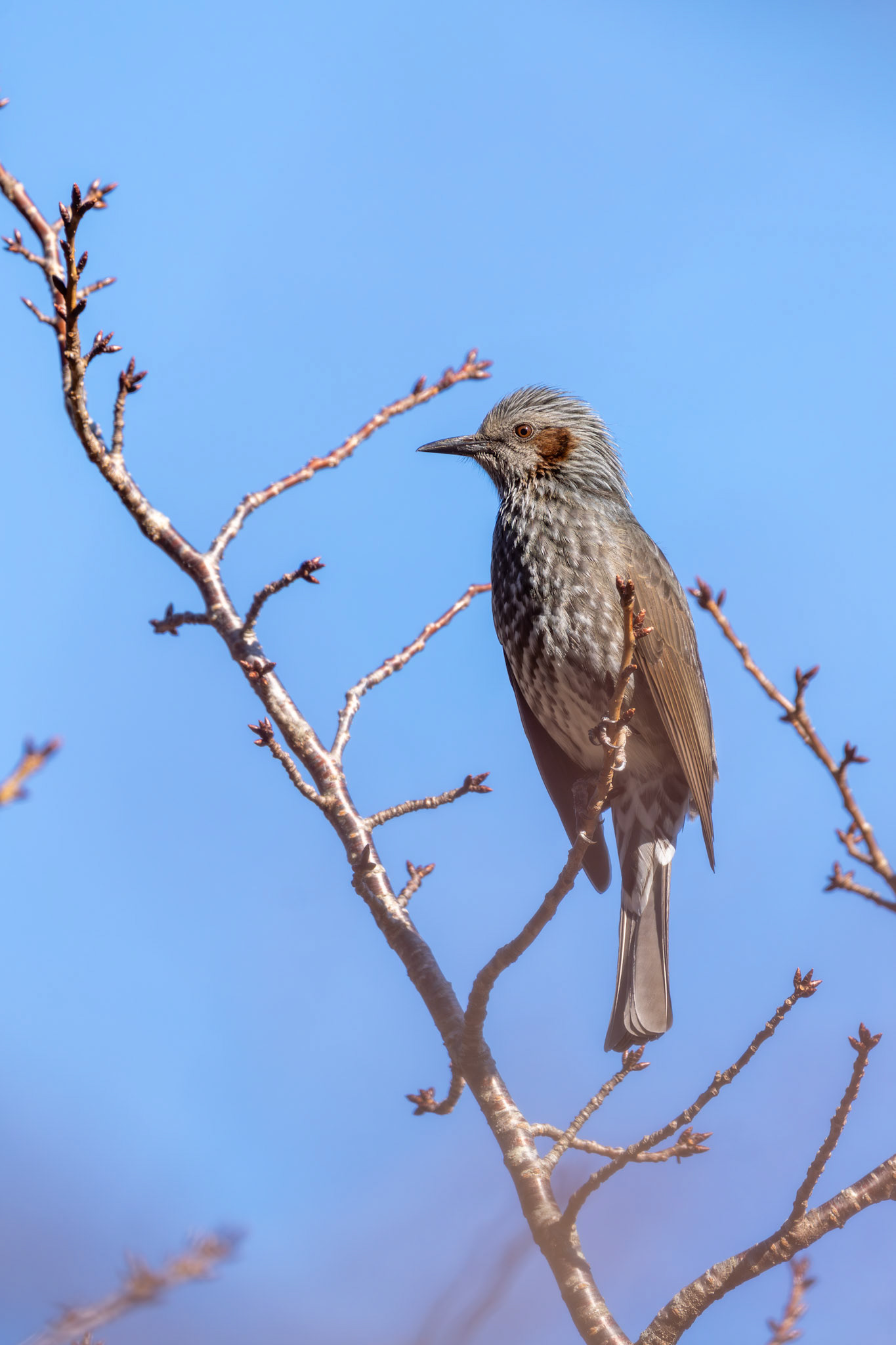 Brown eared bulbul