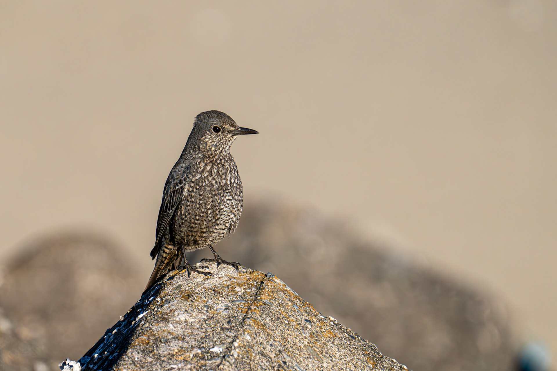 Blue rock thrush (female)