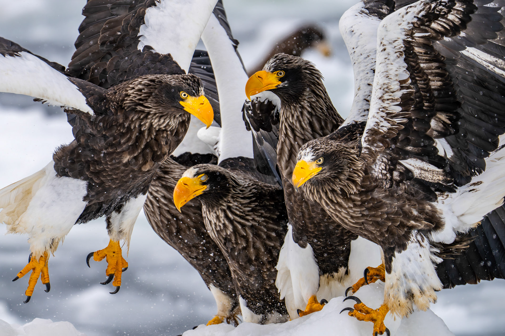 Stellers Sea Eagle