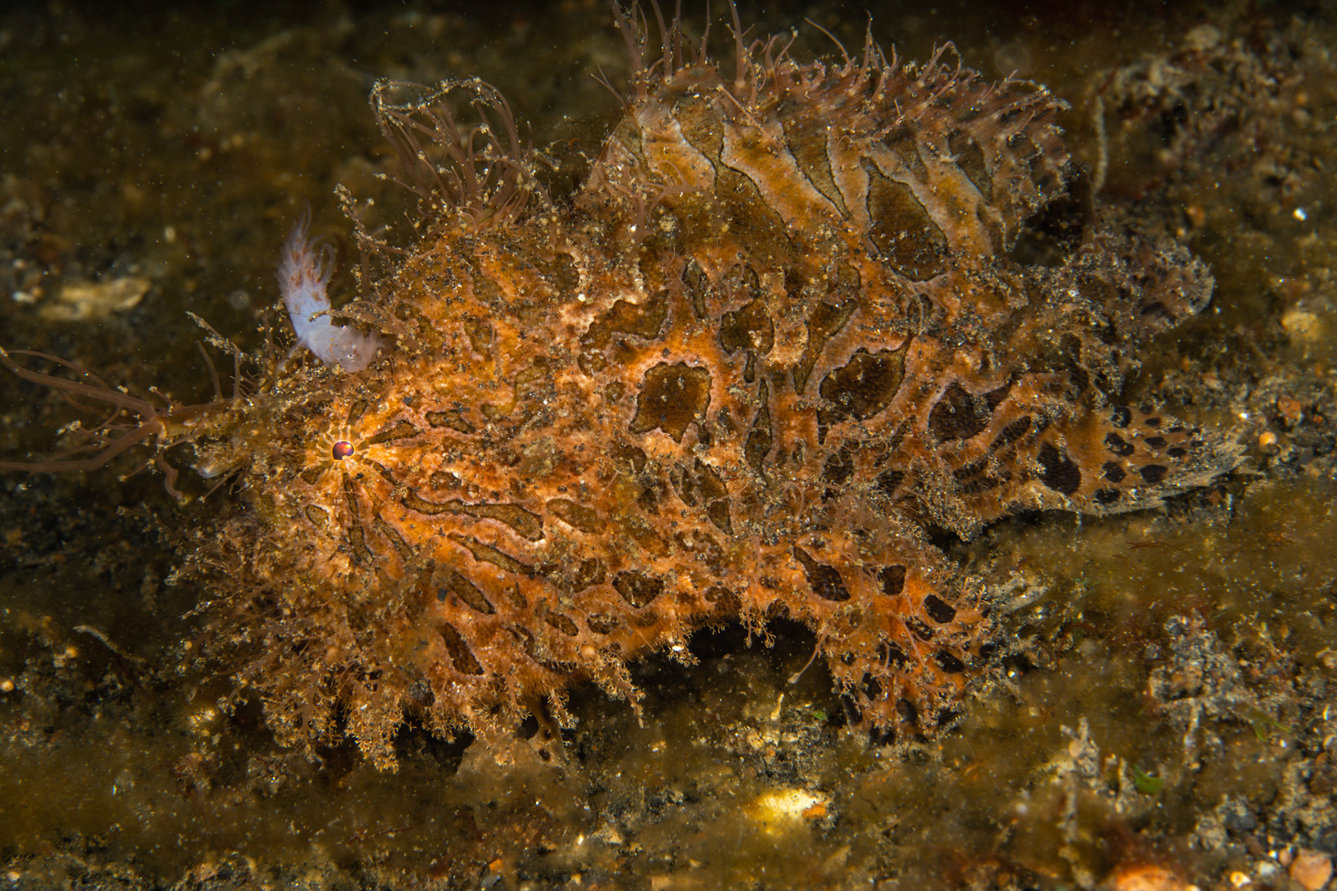 Hairy Frog Fish