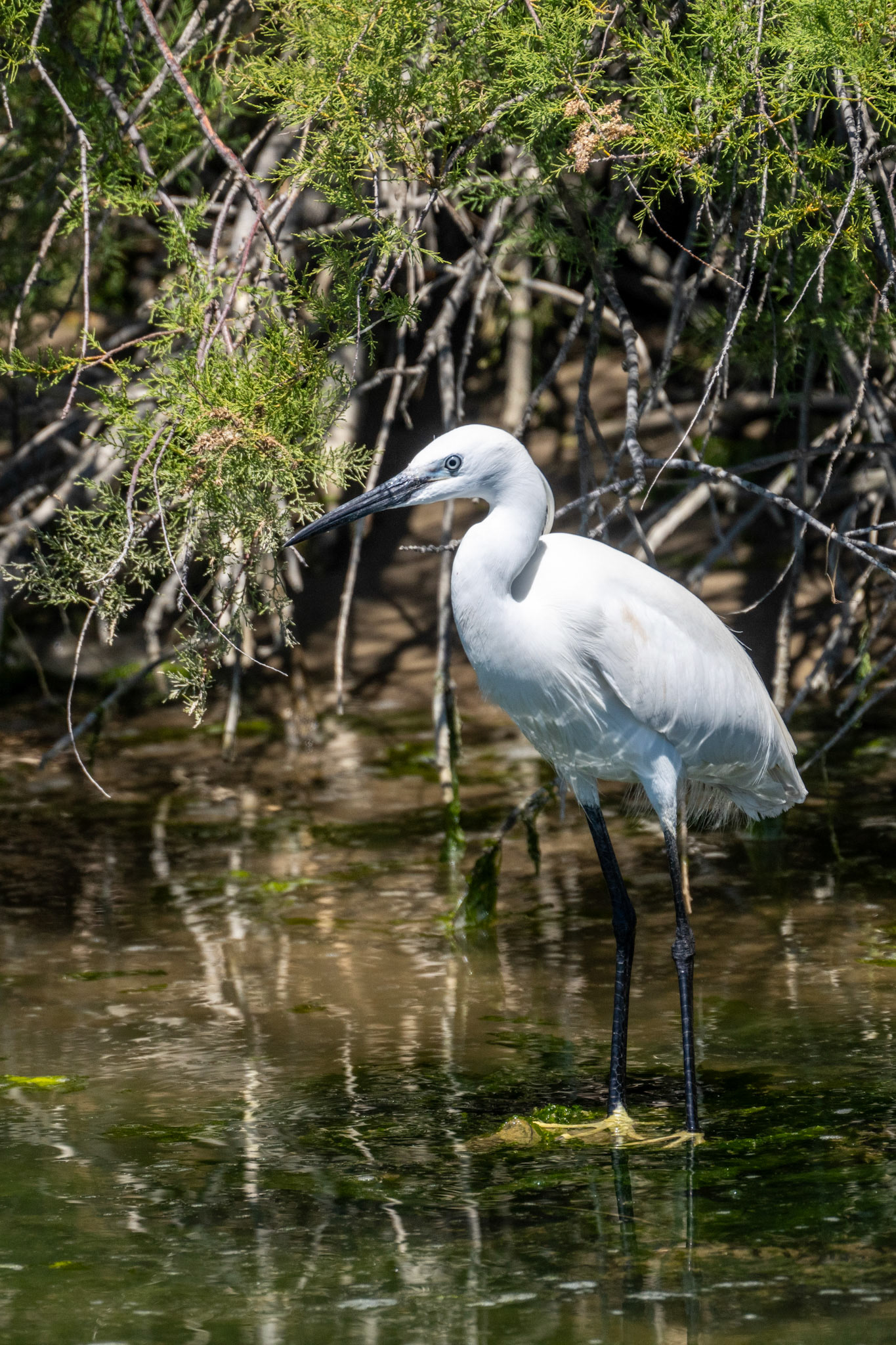 Egret