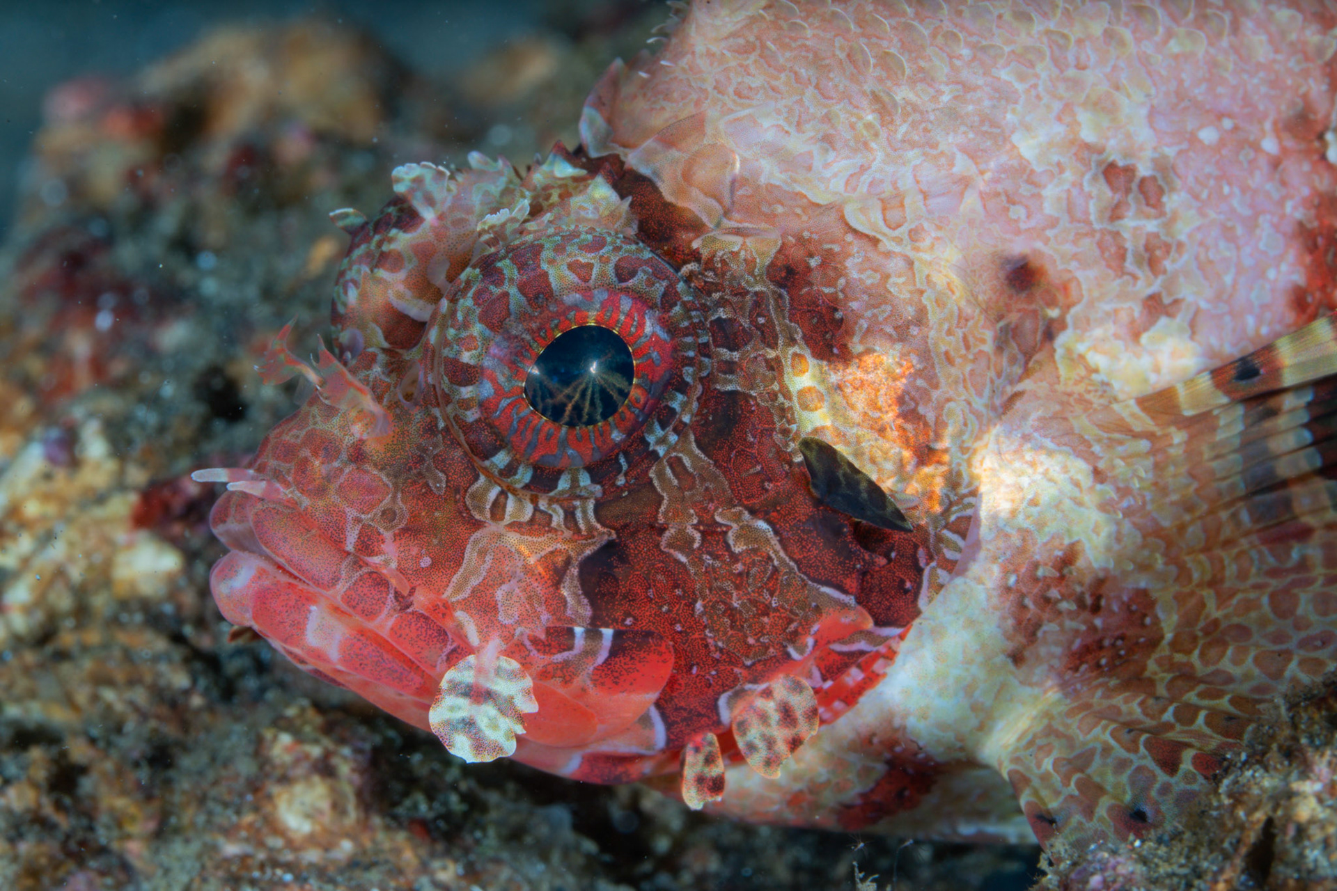 Scorpio Fish