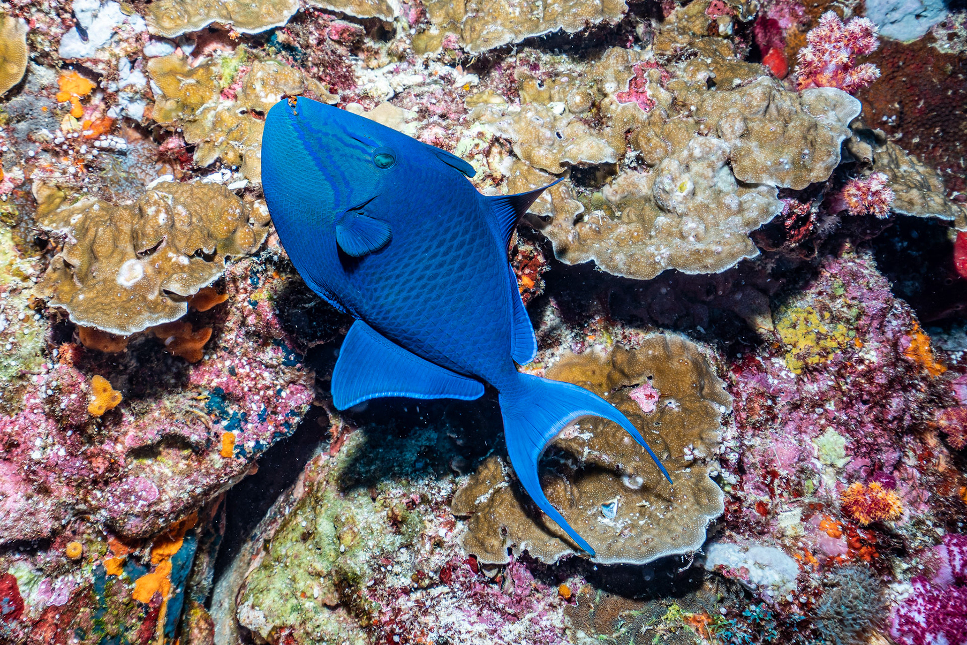 Red tooth Tiggerfish