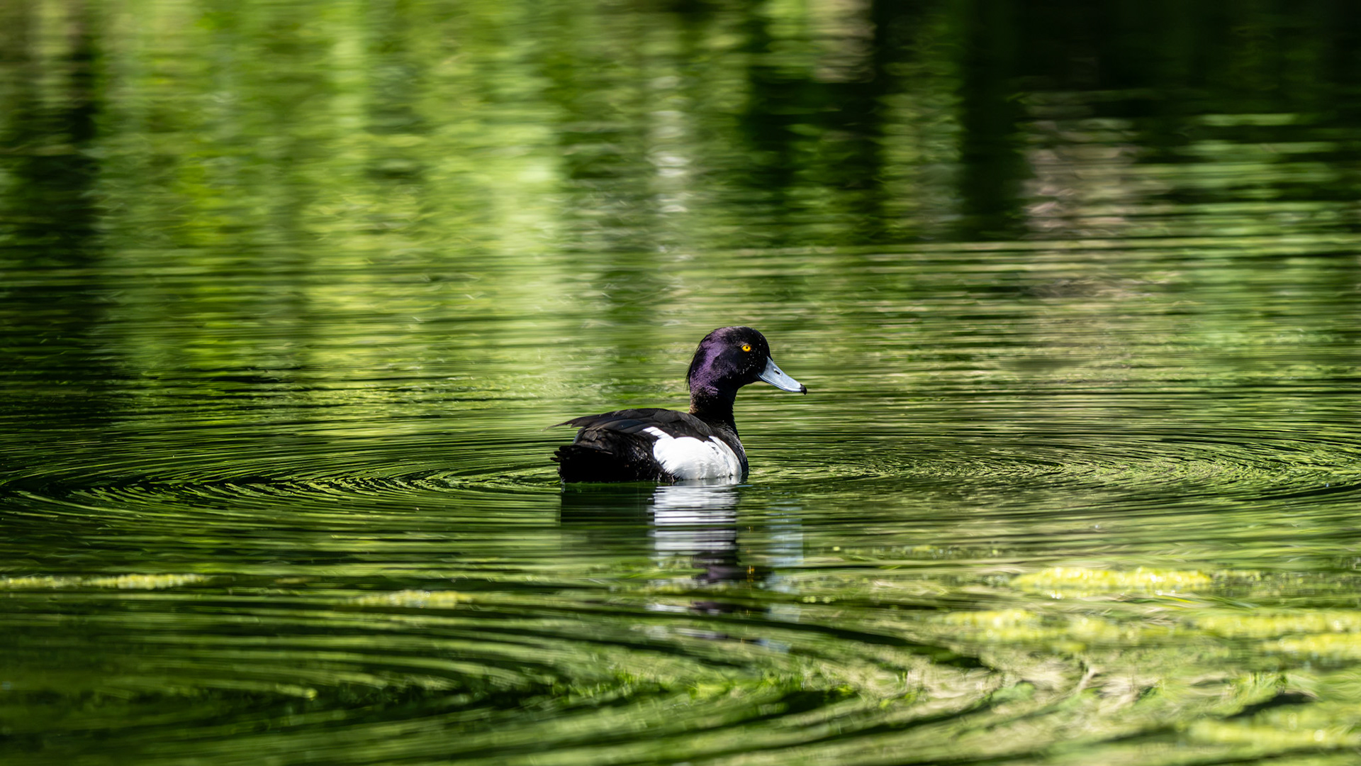 Tuffted Duck