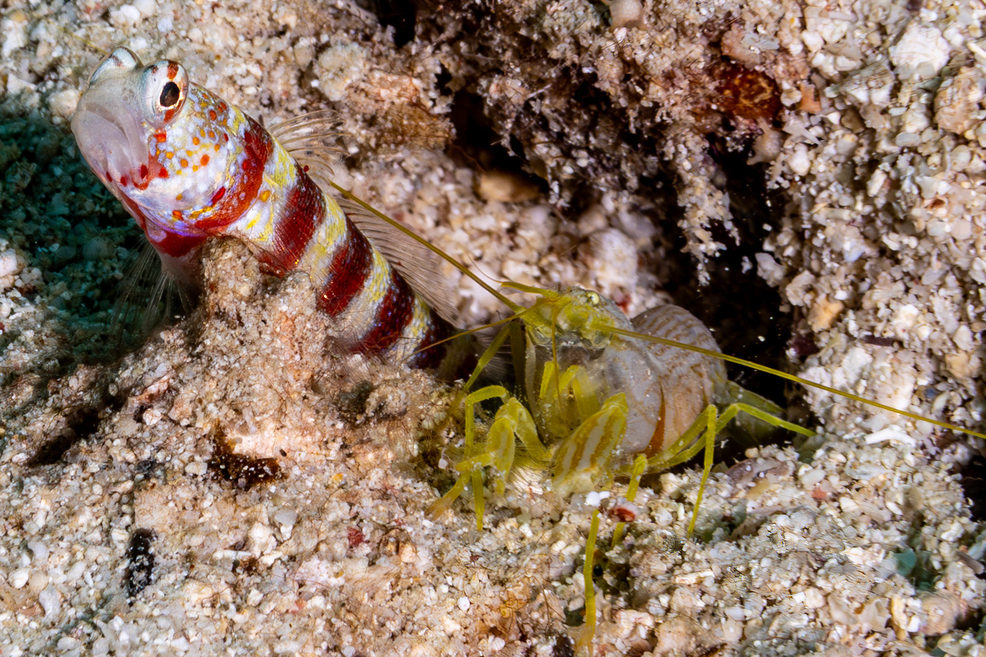 Shrimp Goby and freind