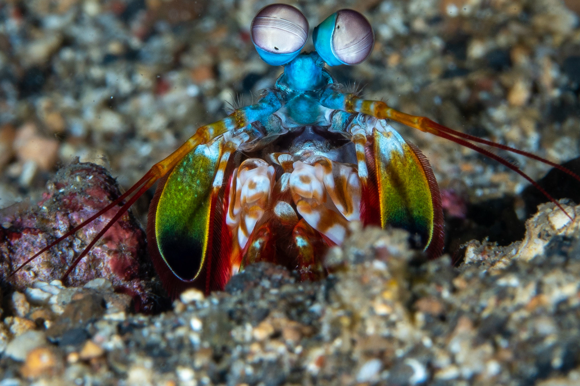 Mantise shrimp