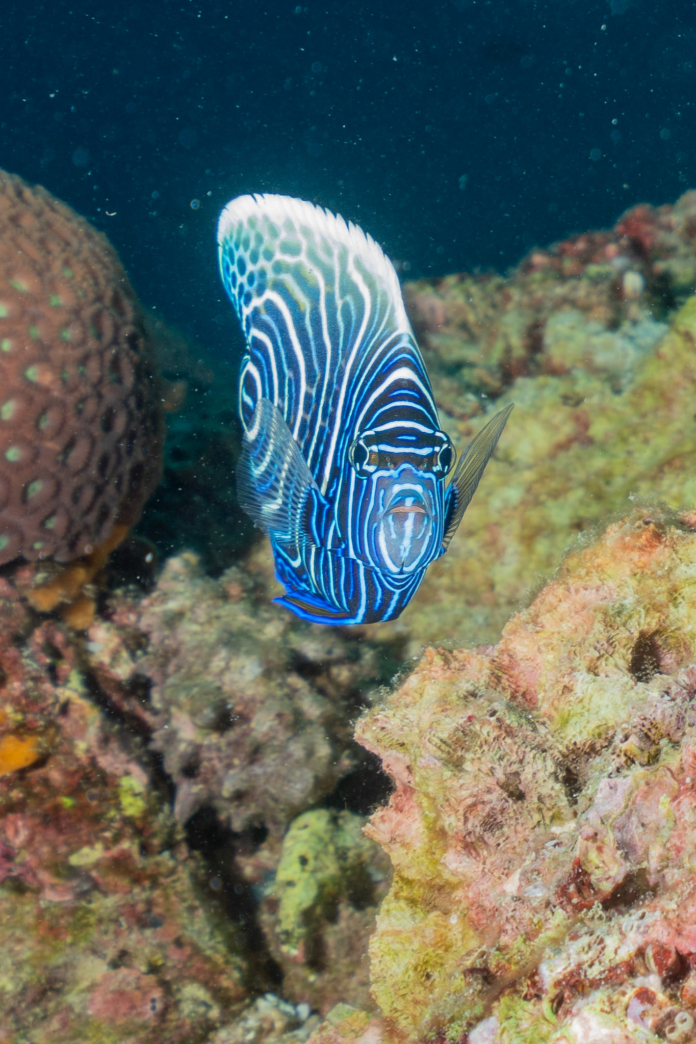 Juvenile Angel Fish