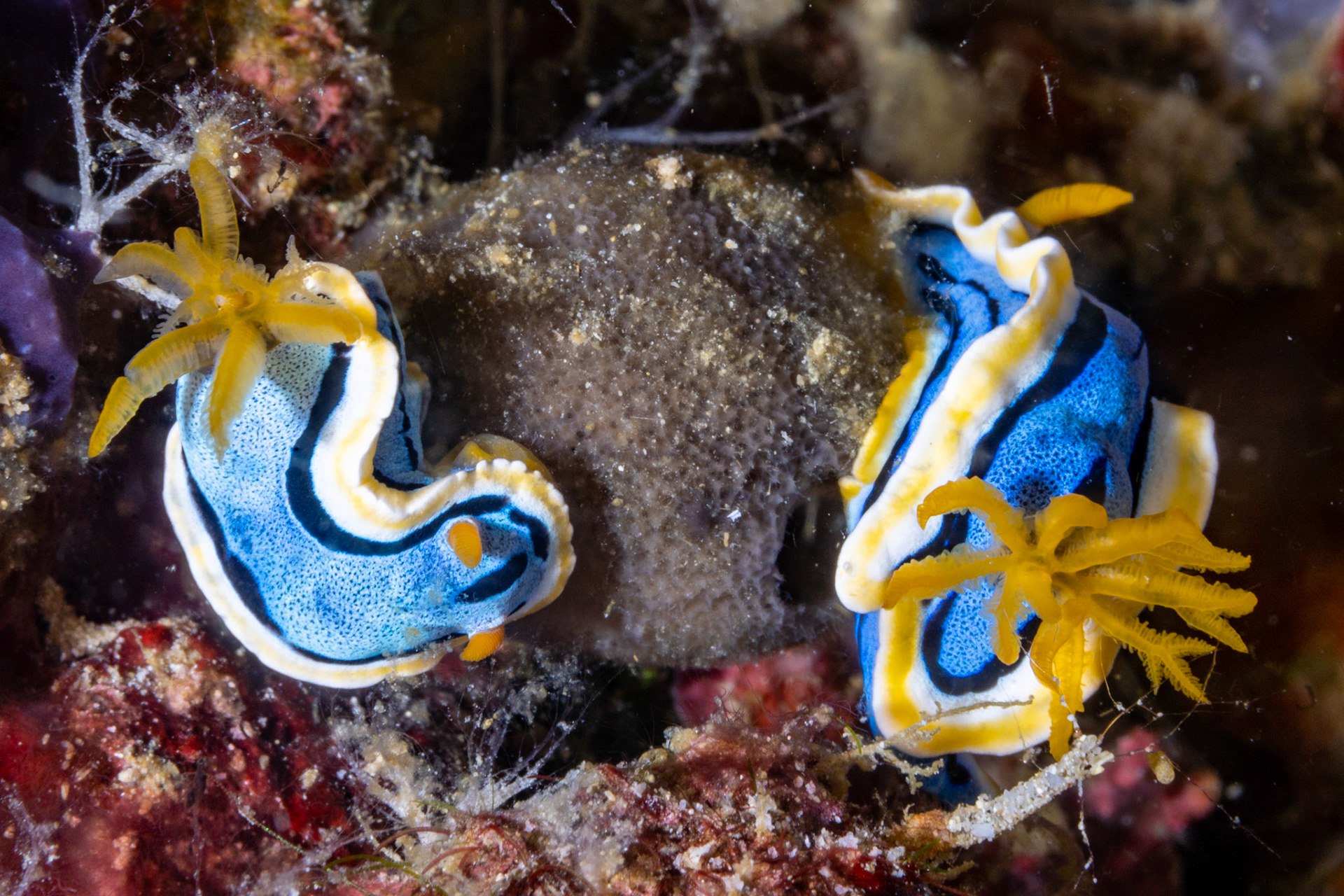 Chromodoris annae