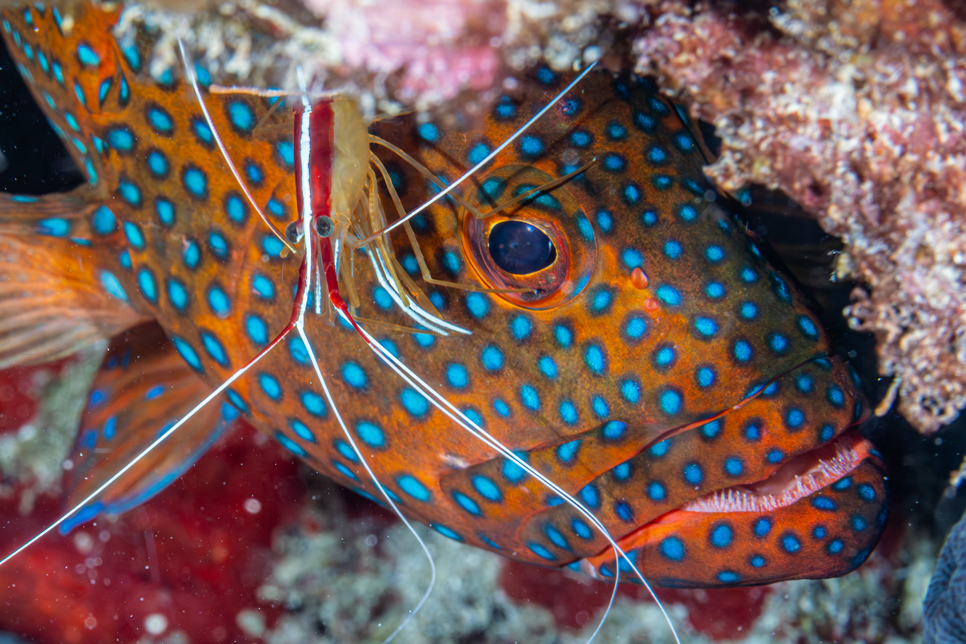 Coral Trout plus friend