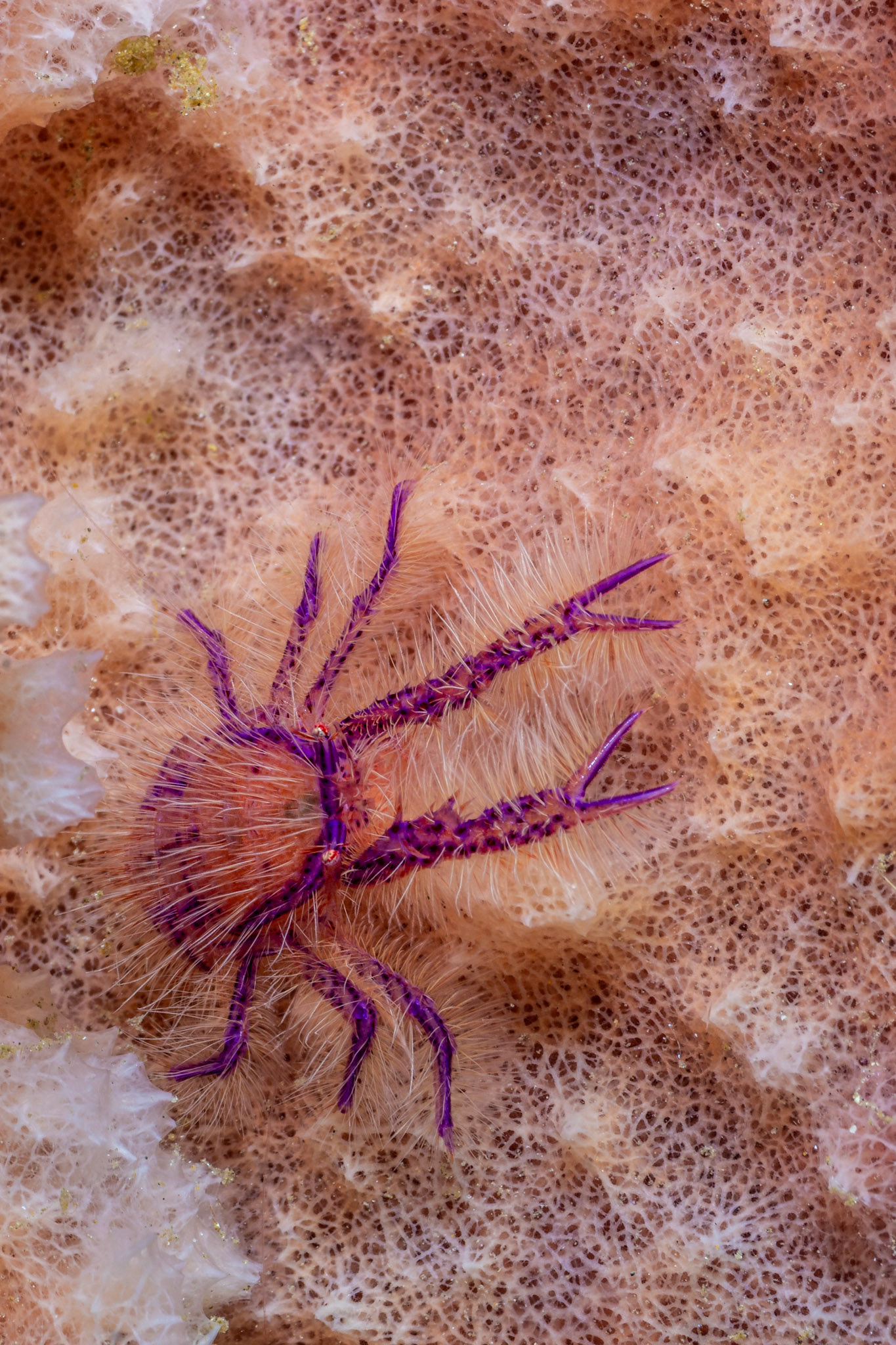 Hairy Squat Lobster