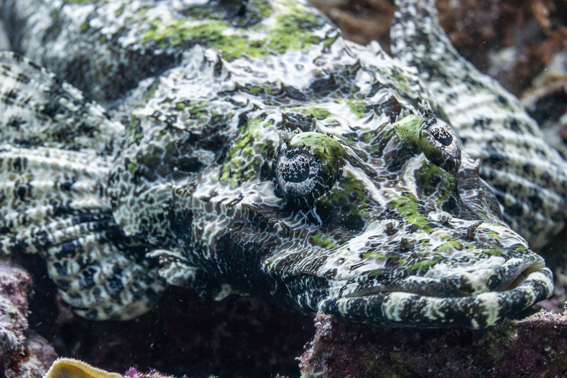 Crocodile fish