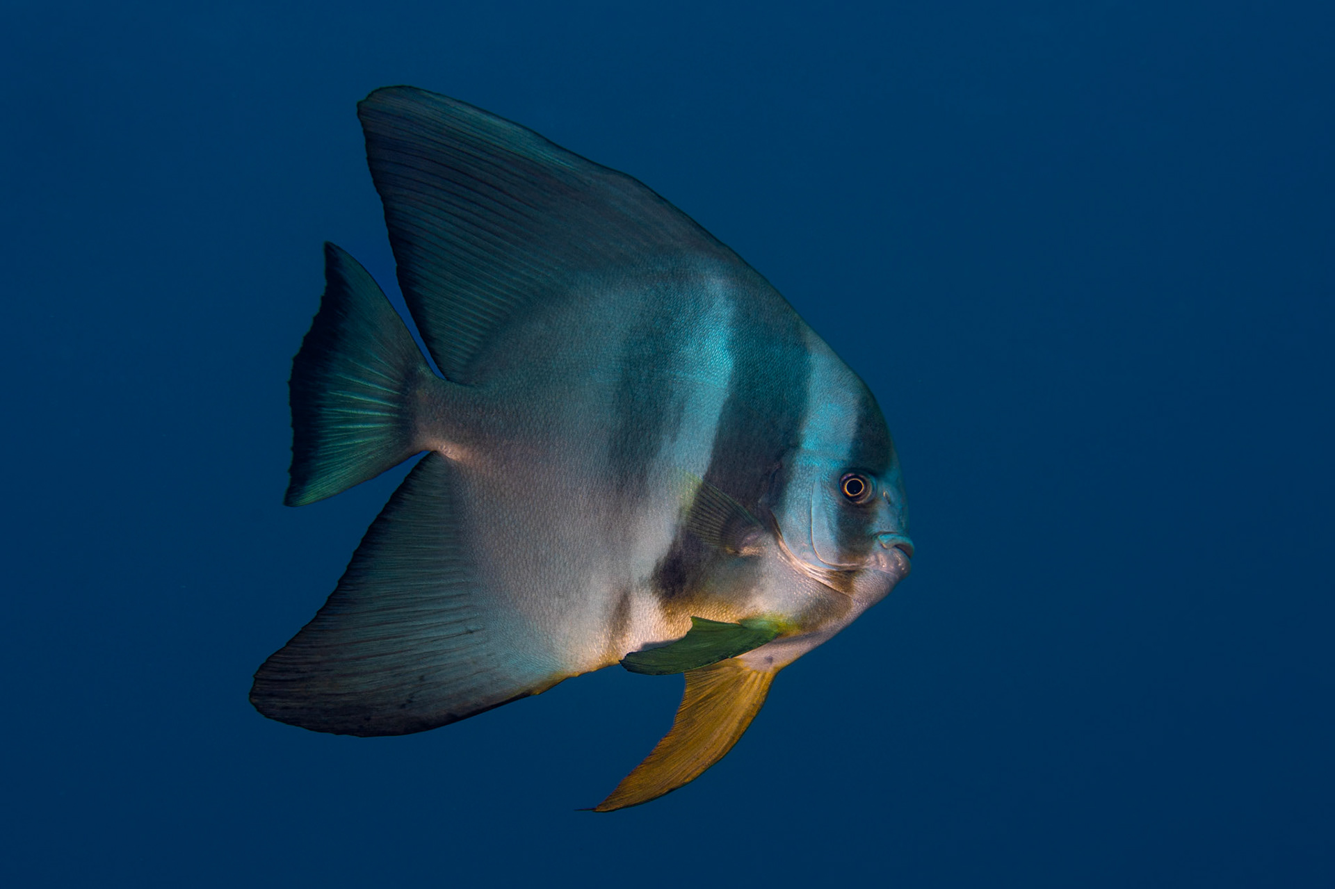 Teira batfish
