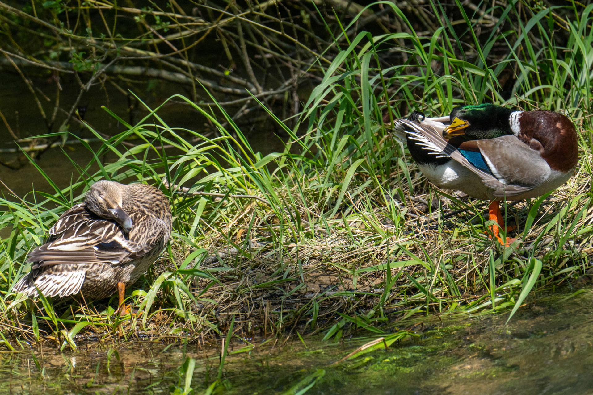 Mallard