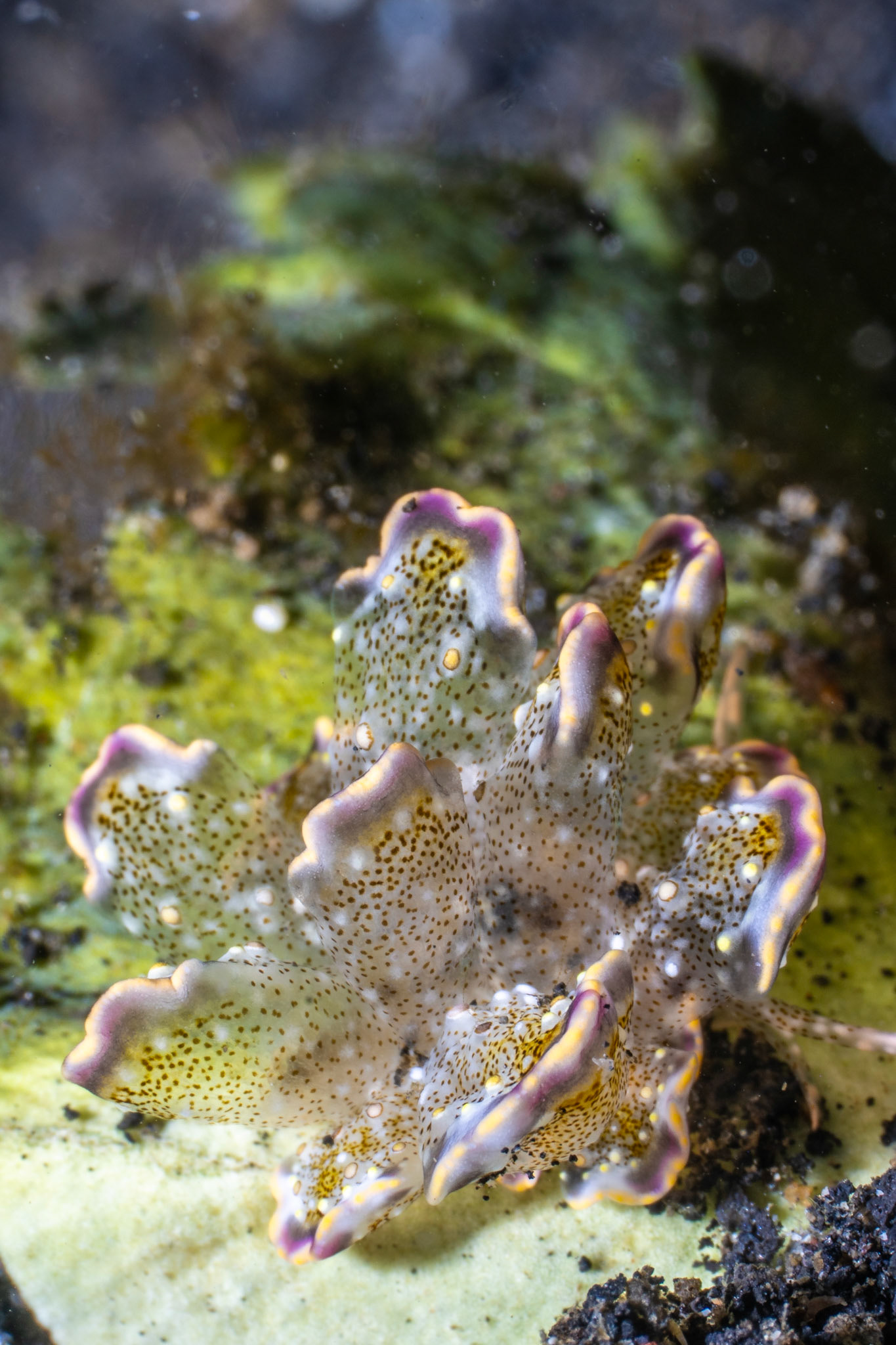 Flower Butterfly Nuedibranch