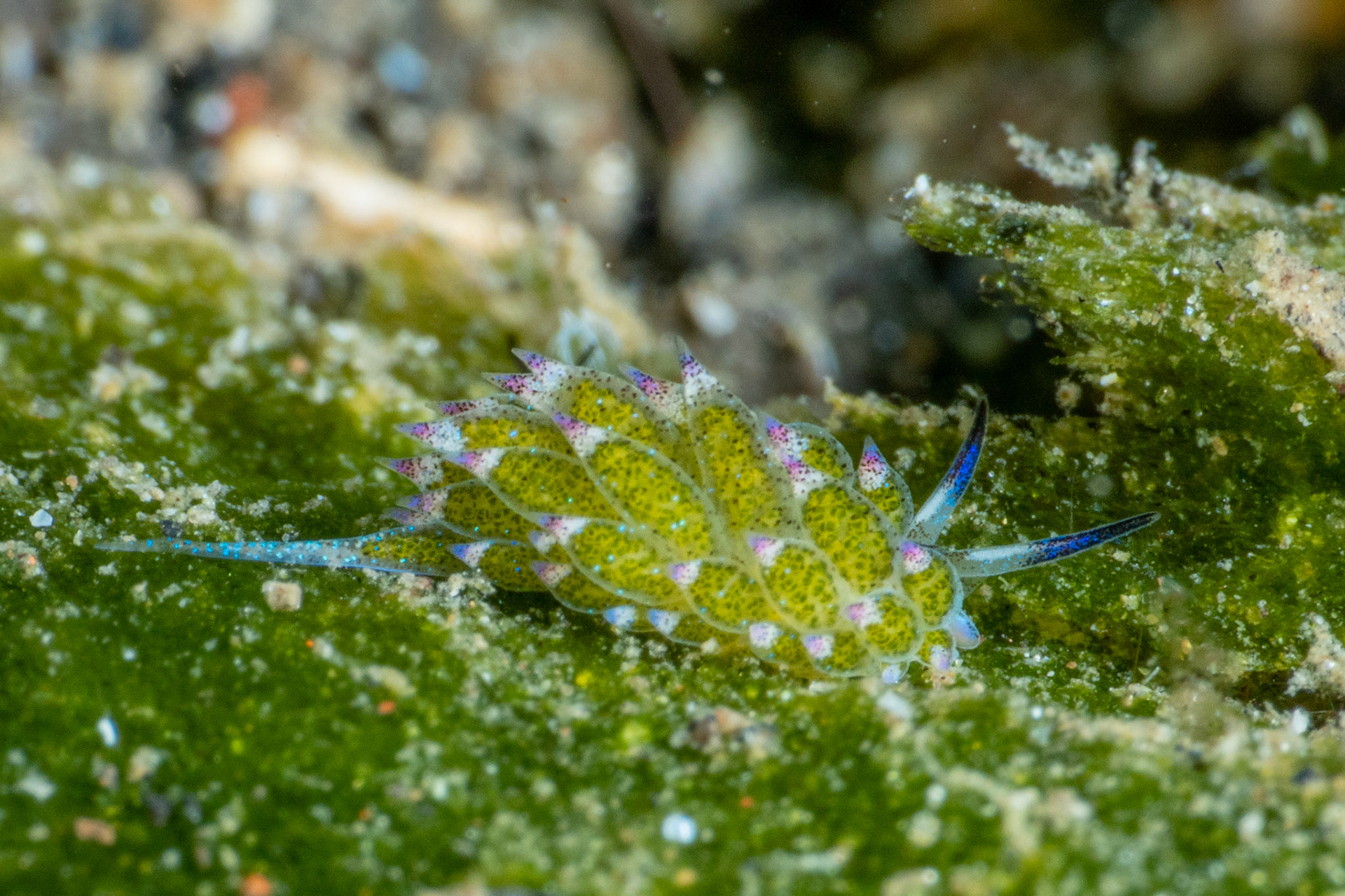 Costasiella kuroshimae (AKA Shaune the Sheep)