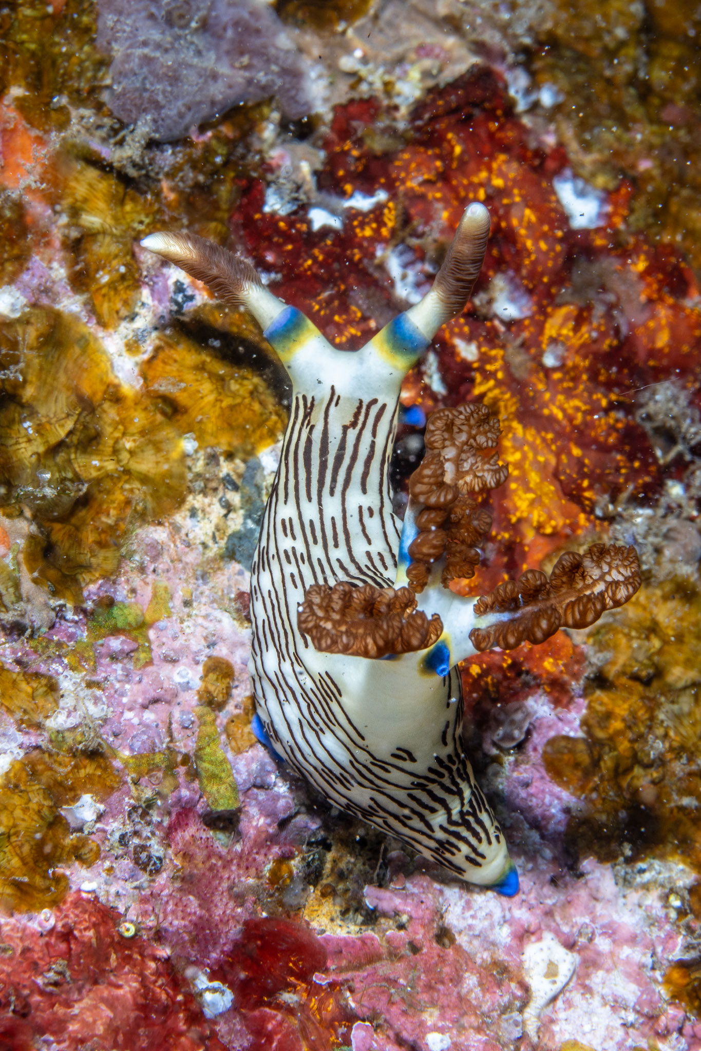 Nembrotha lineolatha