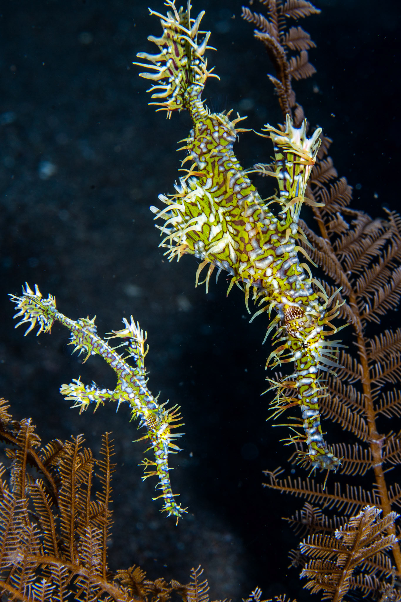 Ornate ghost pipefish