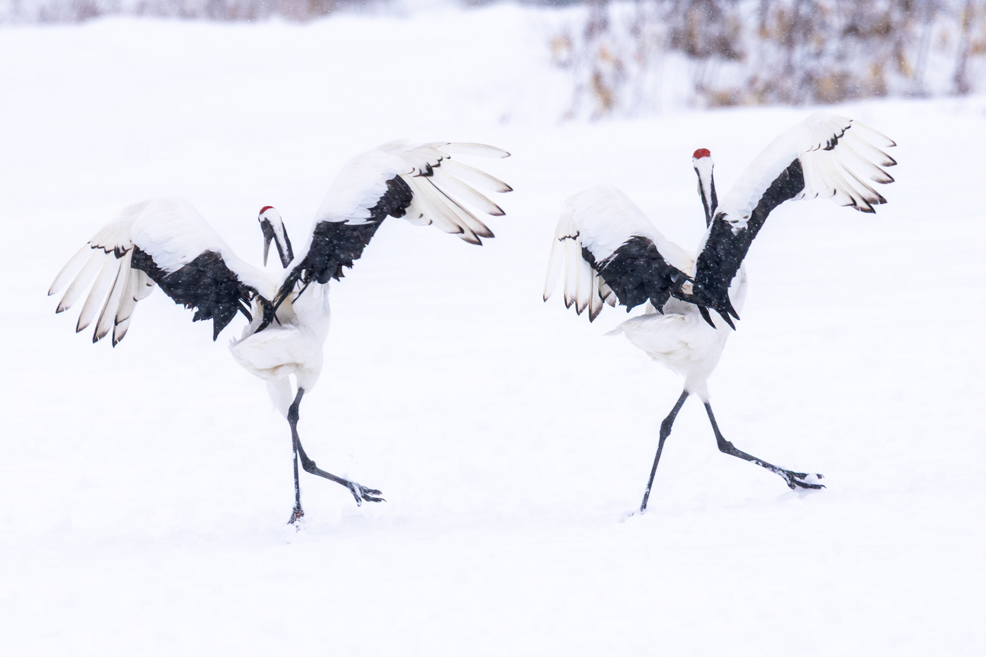 Red-crowned crane 丹頂鶴
