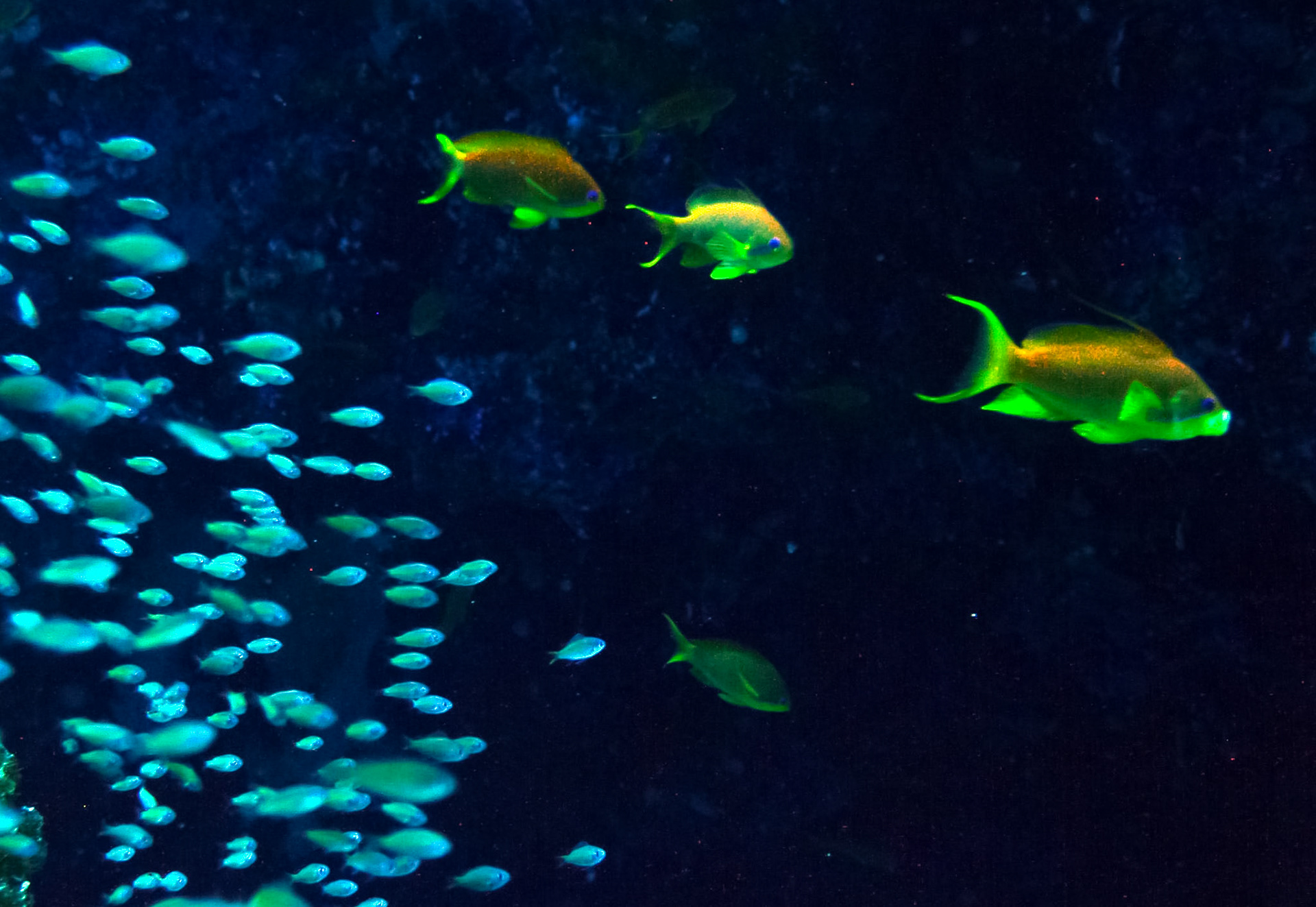 One Fish Two Fish Blue Fish