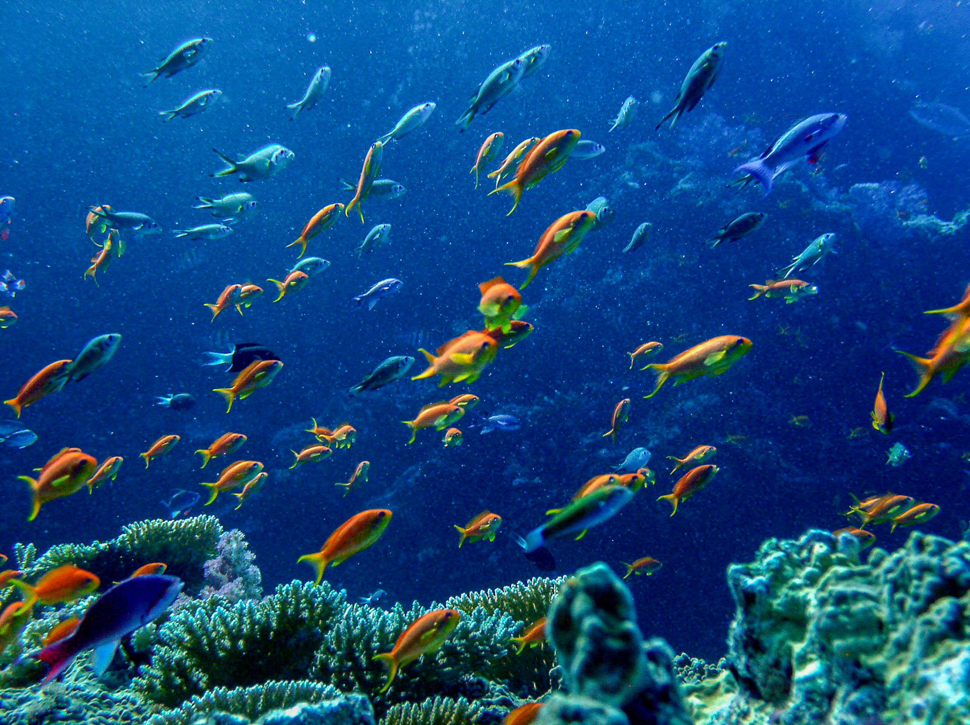 Anthias