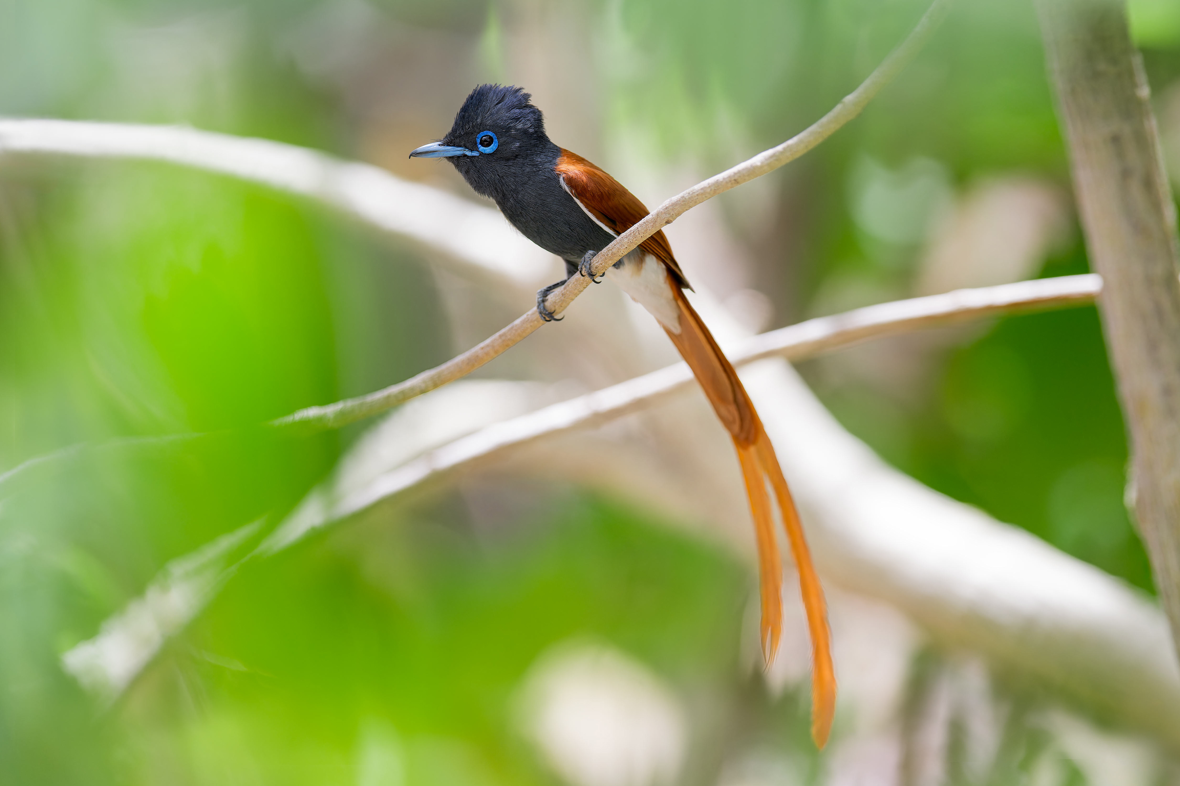 African Paradise-flycatcher (Omaruru, Namibia)
