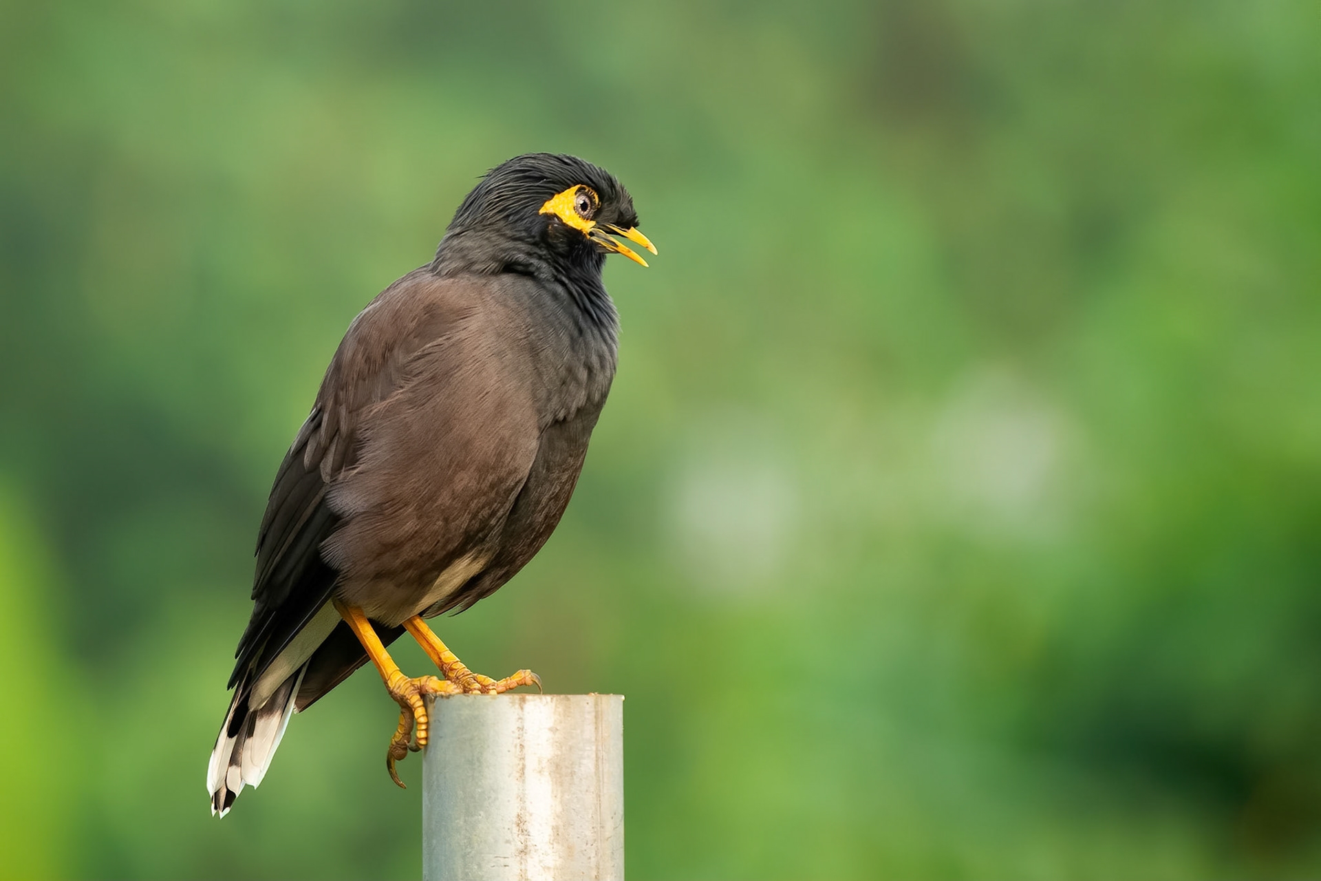 Common Myna (Hambantota, Sri Lanka)